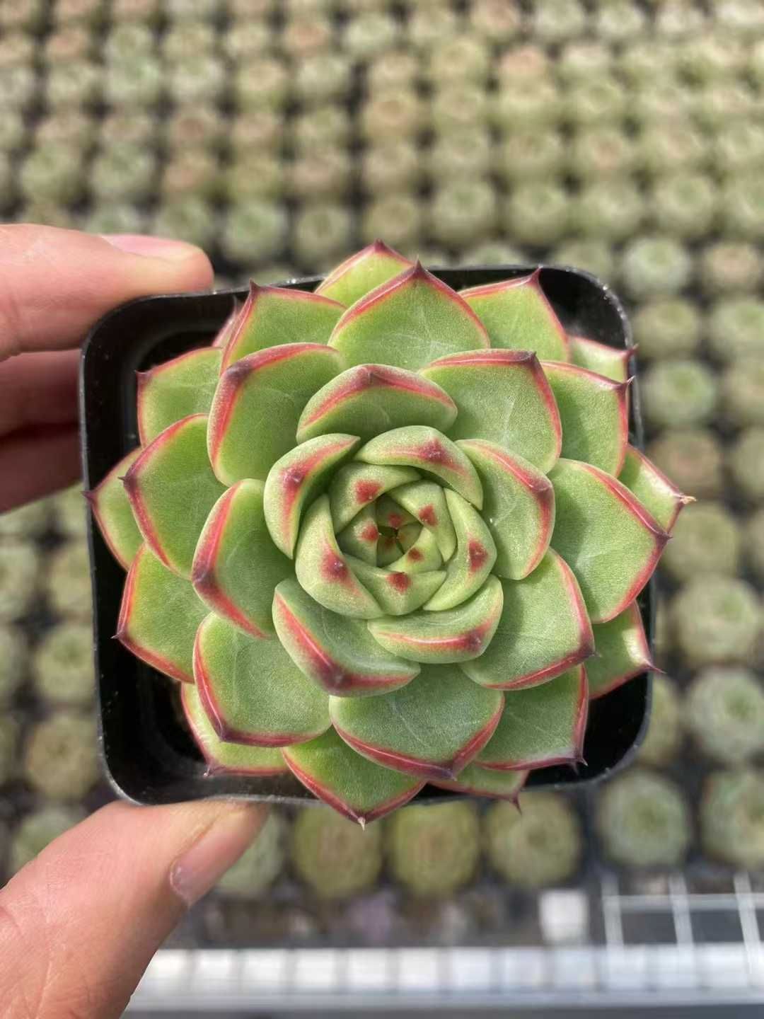 40株の抜き苗セット】ムーンストーン 多肉植物 佐川急便発送