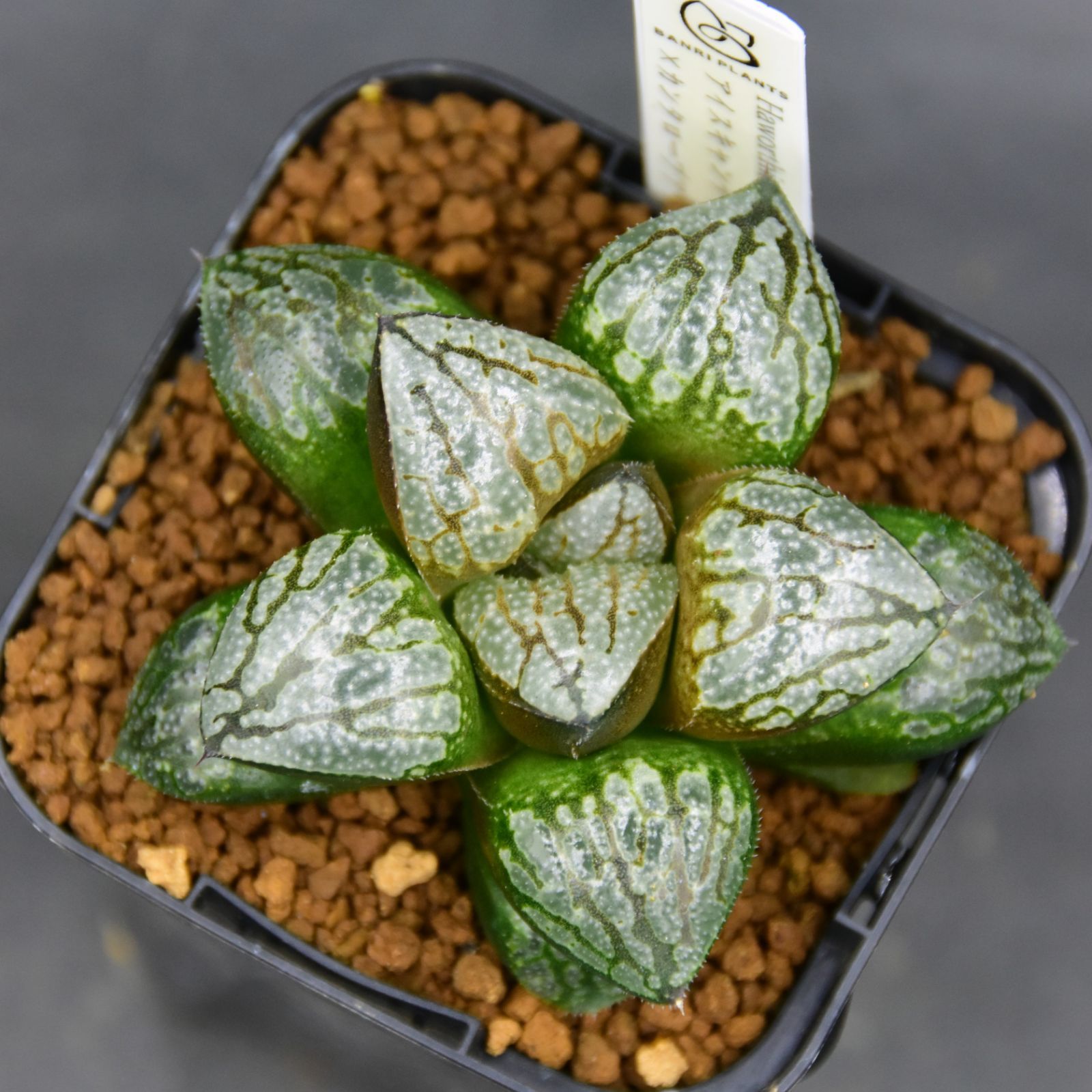 BP』ハオルチア アイスキャンディ×カンタロープアイランド - メルカリ