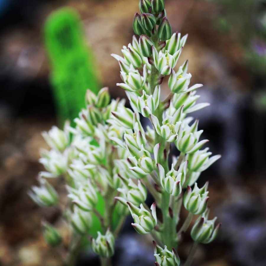 【早い者勝ち★発根済み】　リオスペルマム ケルビコルネ ケープバルブ　76 早い者勝ち☆発根済み】 リオスペルマム ケルビコルネ ケープ