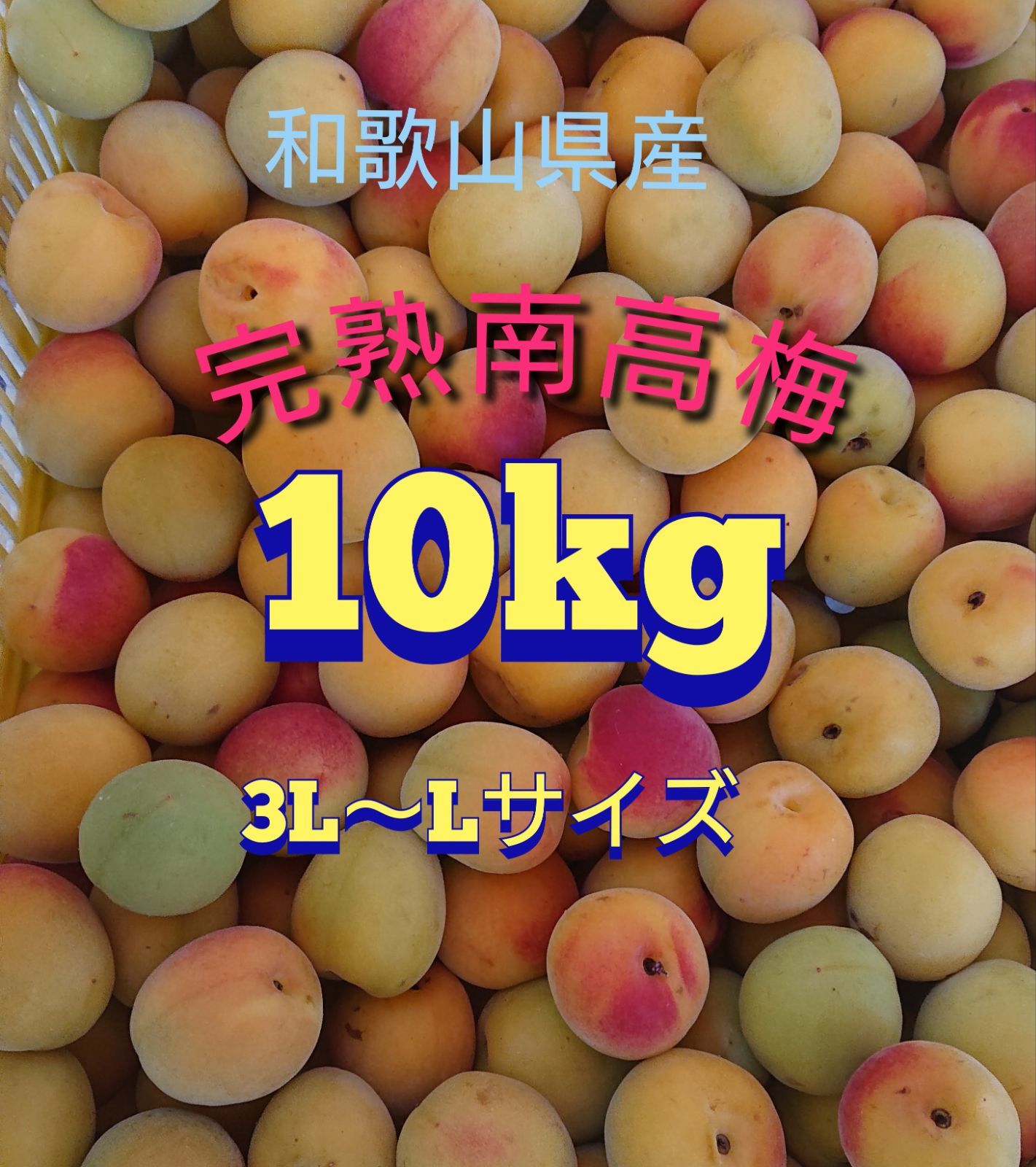 完熟南高梅 10kg 3L～Lサイズ和歌山県産 青梅