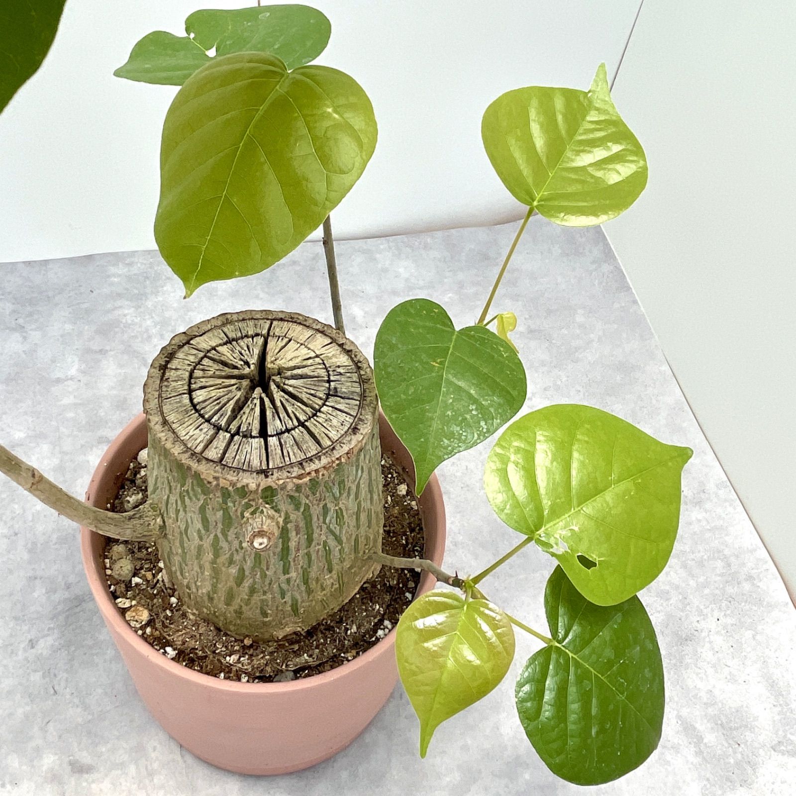 ボンバックス 切り株タイプ 2【現品】観葉植物-