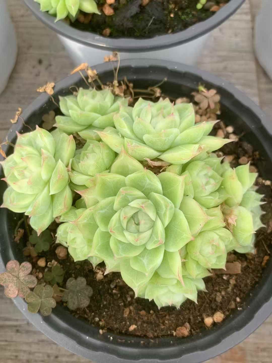 24株の抜き苗セット 浅グリーンマルガン 多肉植物 佐川急便発送 エケベリア 韓国苗 LX48