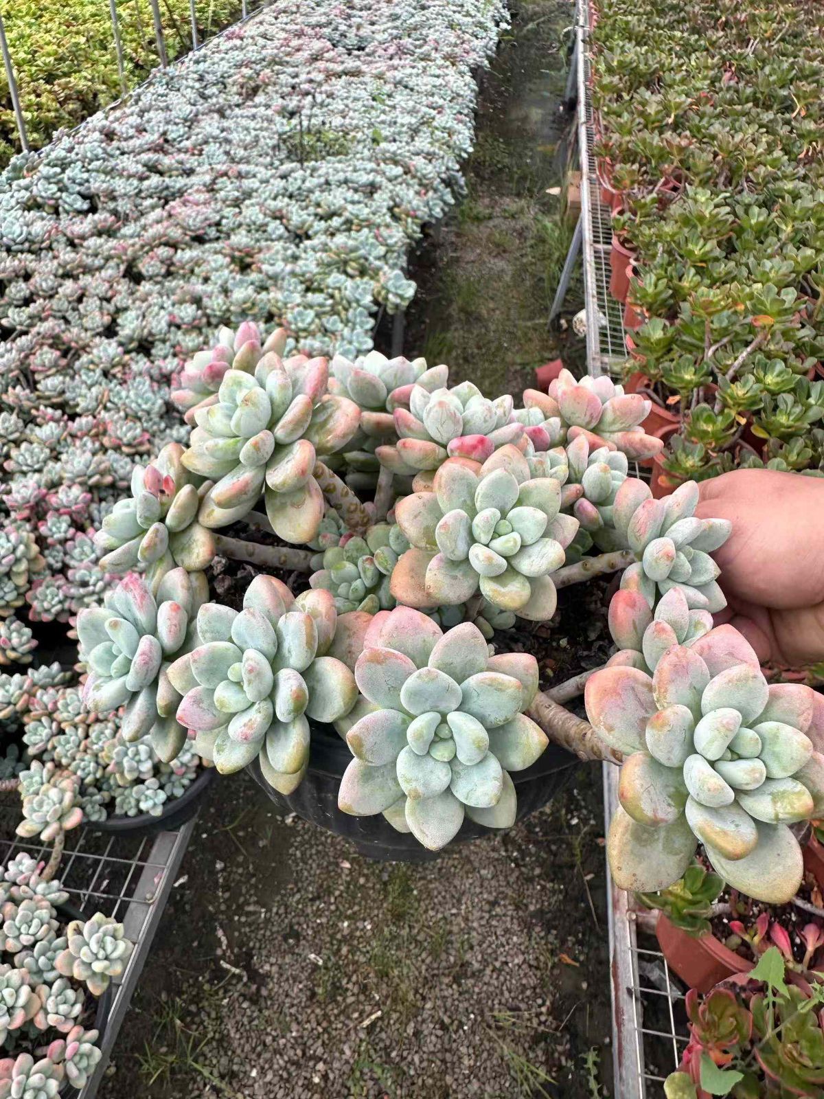 多肉植物 アエオニウム