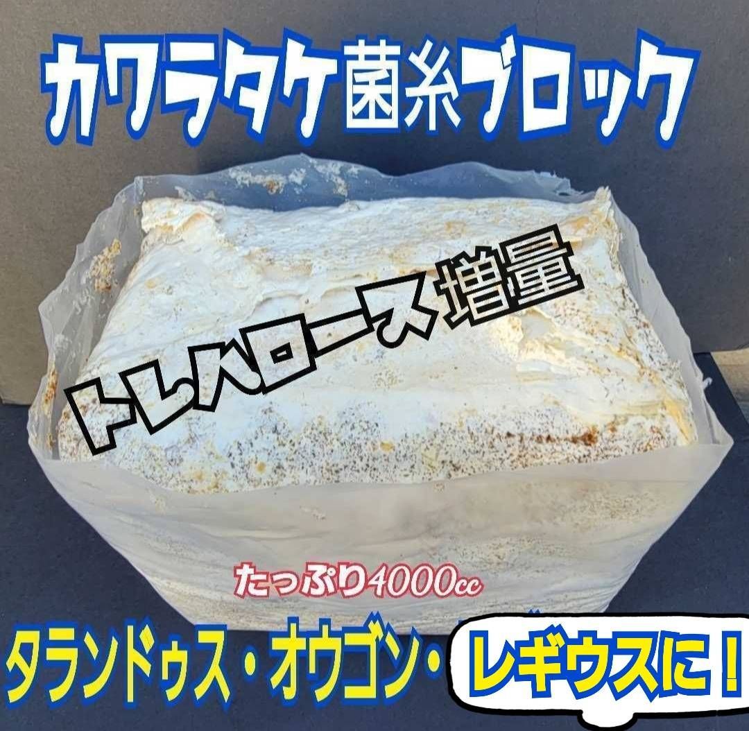 タランドゥスが大きくなる！極上！カワラタケ菌糸瓶【12本】特殊