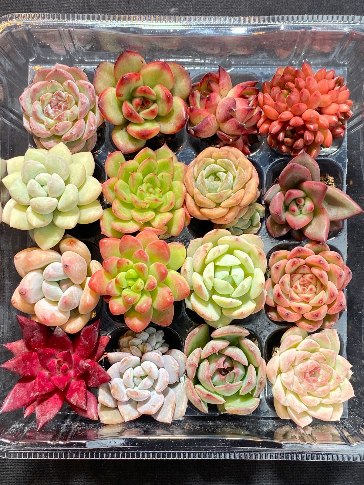 65お手入れ簡単！可愛い多肉植物 韓国苗100苗セット形が整っています 可愛い16苗セット エケベリア 土と根付きの苗 多肉植物 送料無料