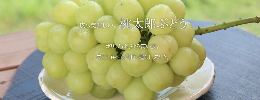 クール便 韓国産 チャメ 8kg イエローメロン 韓国 メロン 果物