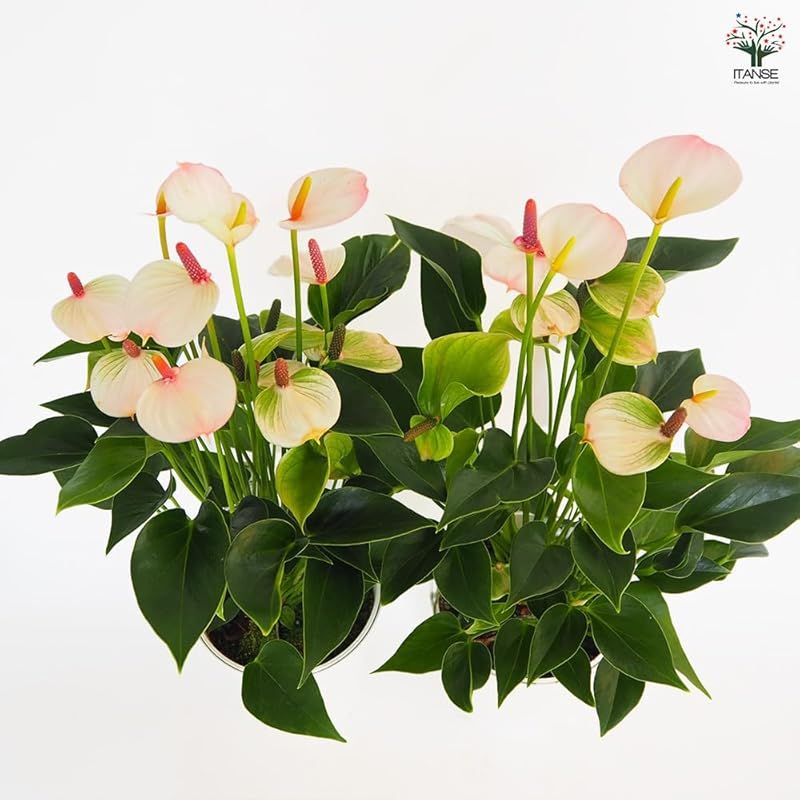 ＩＴＡＮＳＥ アンスリウム リパピンクミニ 5号 1個売り 観葉植物 熱帯植物 学名 Anthurium andraeanum Lipa Pink Mini タイプ サトイモ科 ベニウチワ属 アンスリウム属 非耐寒性 多年草 原産地 熱帯アメリ YUZUMIYA_COM