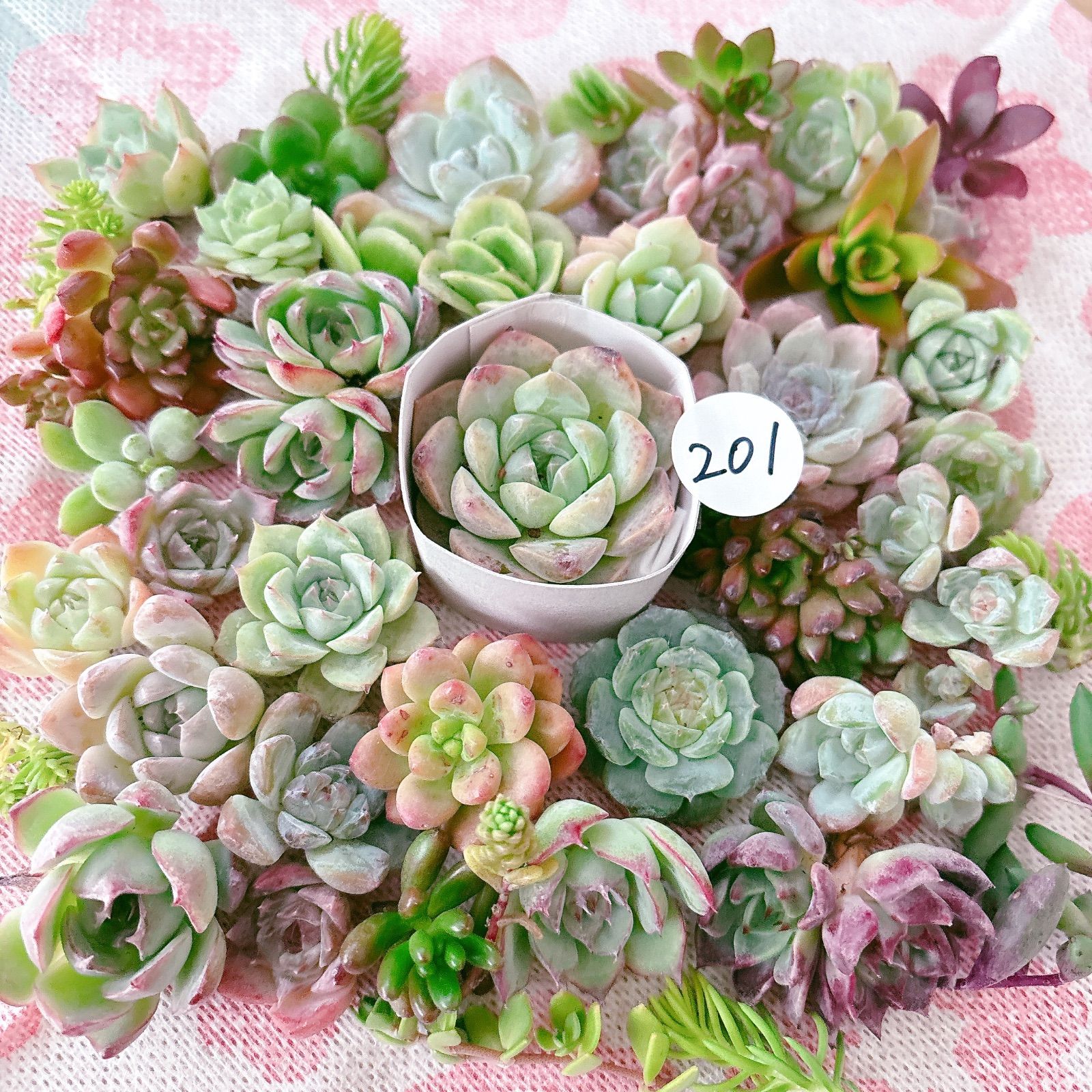 2019 多肉植物 寄せ植え AIがアイコン作ってくれた #多肉植物 #多肉植物寄せ植え #多肉