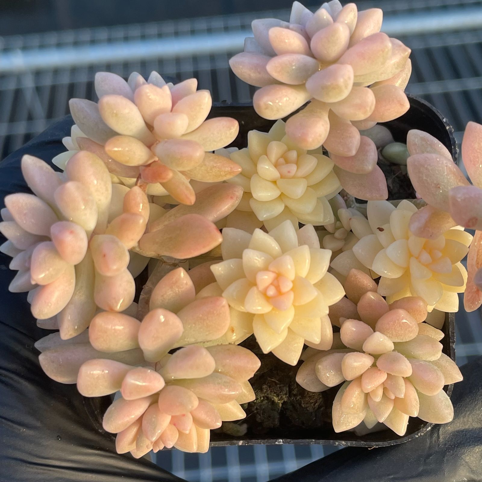 姫秋麗 抜き苗 多肉植物 パープルドリーム 姫秋麗抜き苗 多肉植物