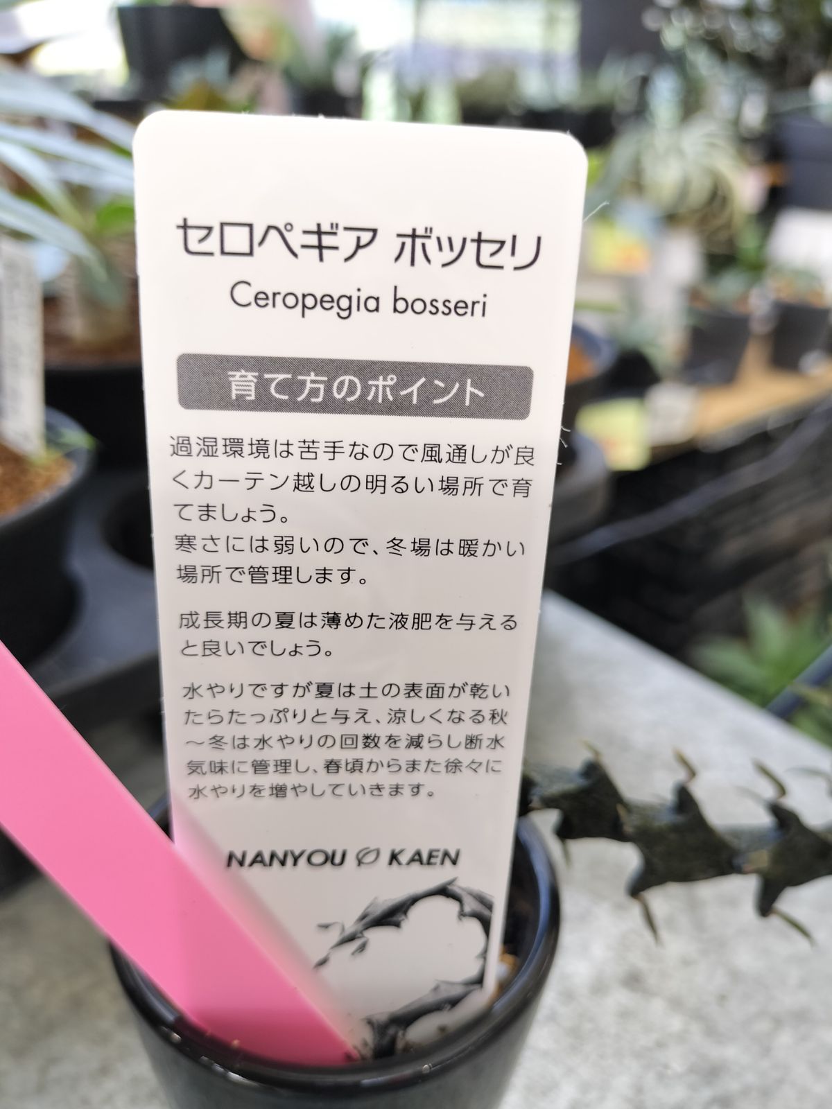 セロペギア キミキオドラ 蛇とぐろ仕立て 鉢ごと発送 - 植物/観葉植物