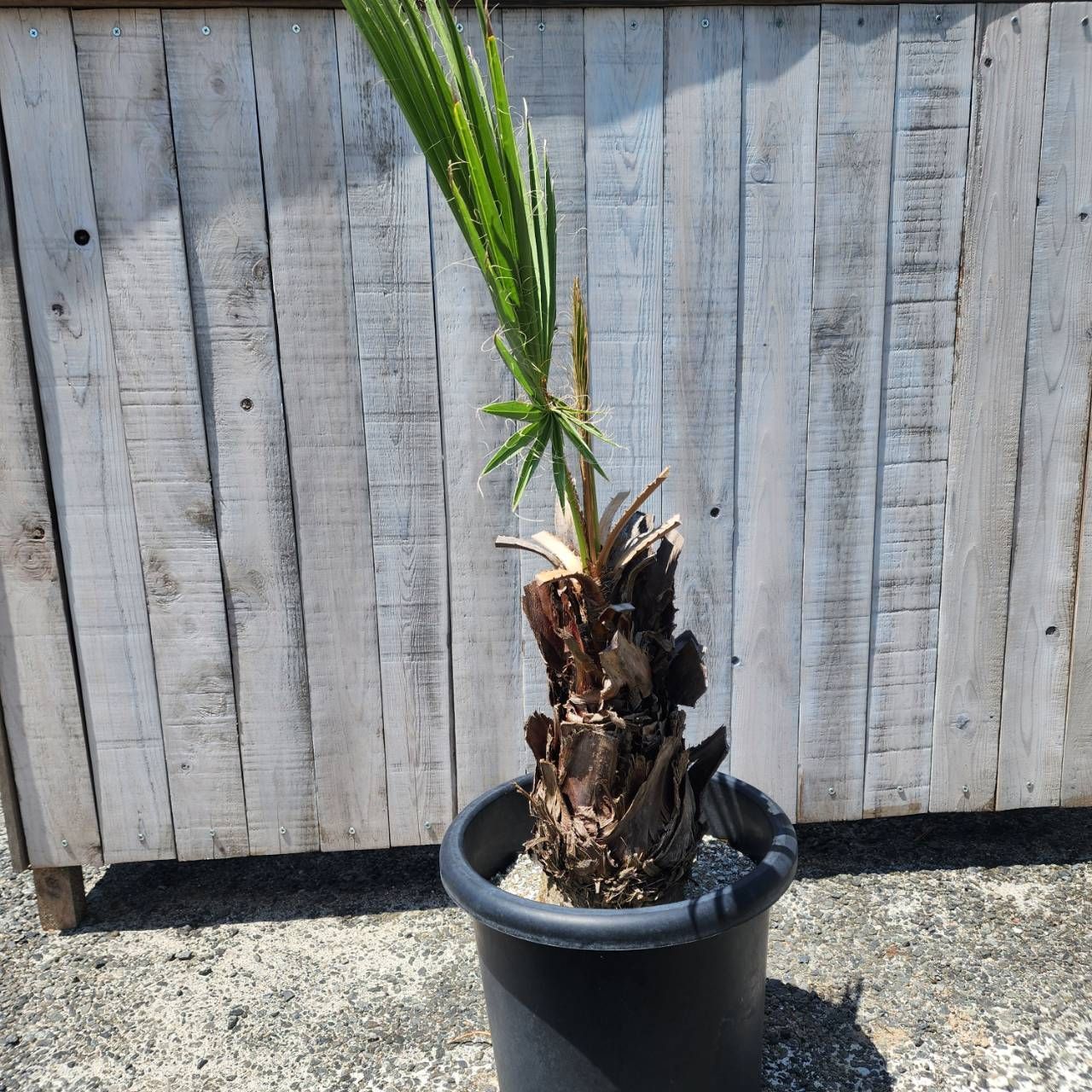 アグラオネマ・ニティディウム・カーティシー alo-ct_25-01-00