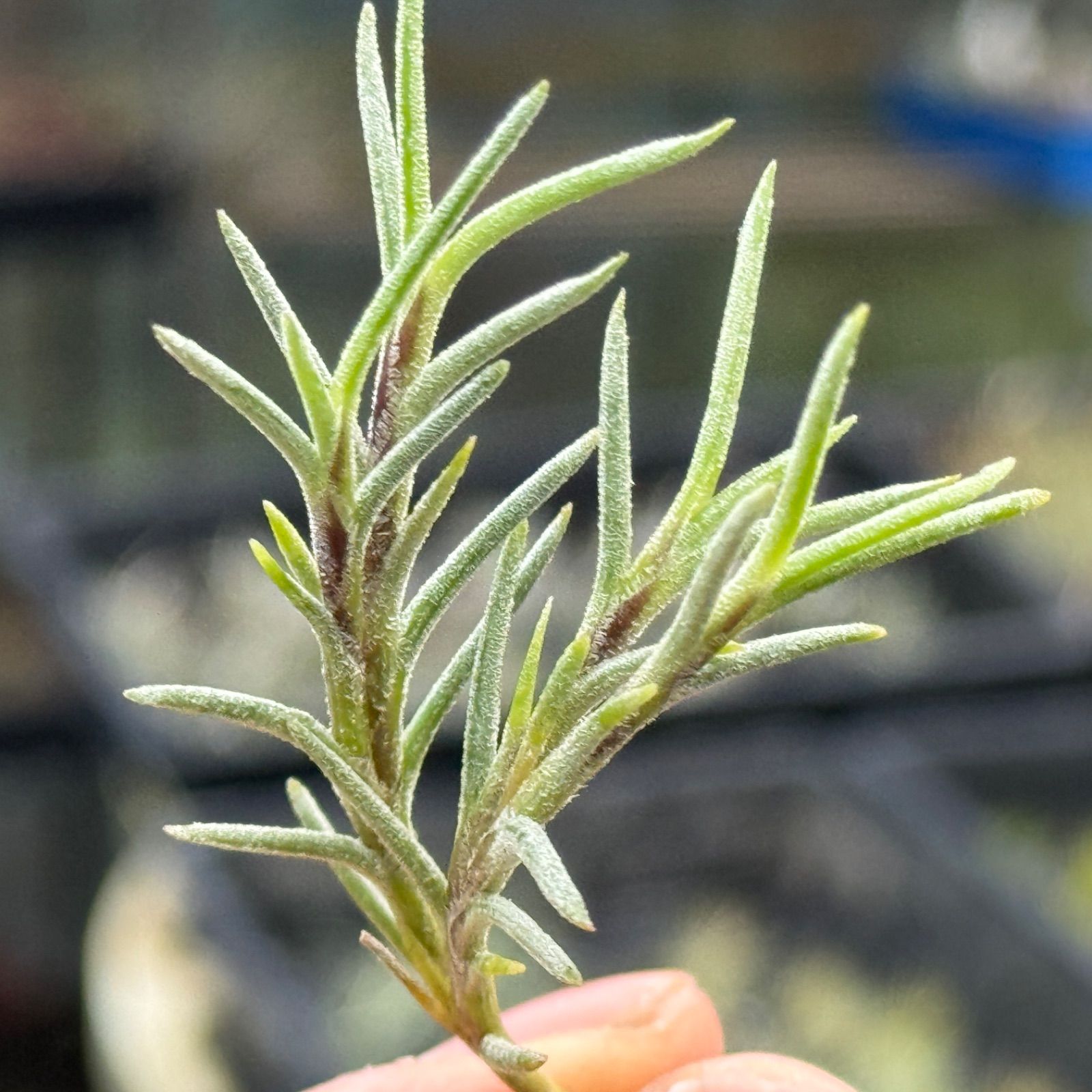 チランジア カピラリス Tillandsia capillaris＊エアプランツ＠フラワーショップ江口 - メルカリ