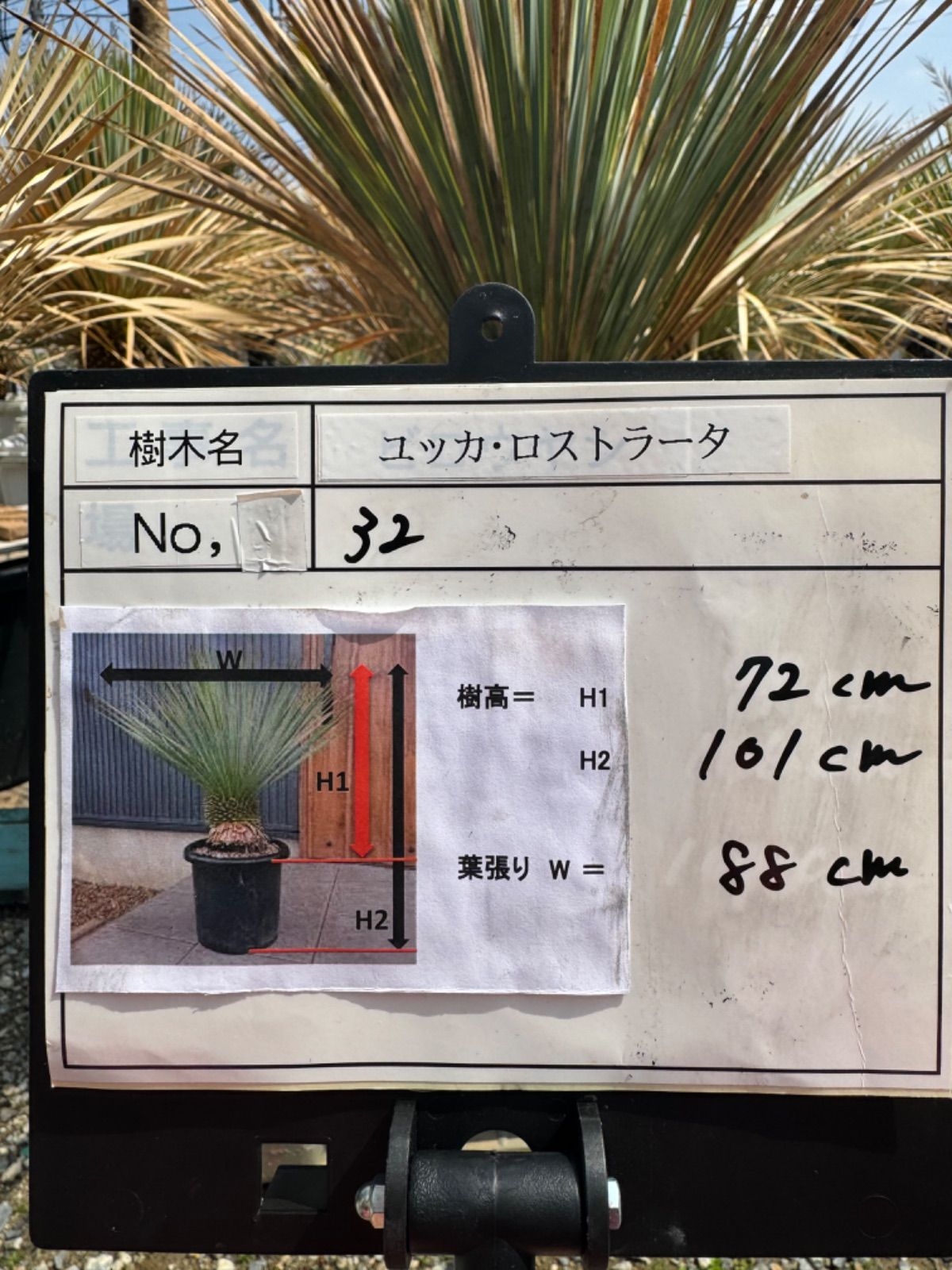 ブーゲンビリア大株 No870 らくらくメルカリ便発送‼️ 2025年最新