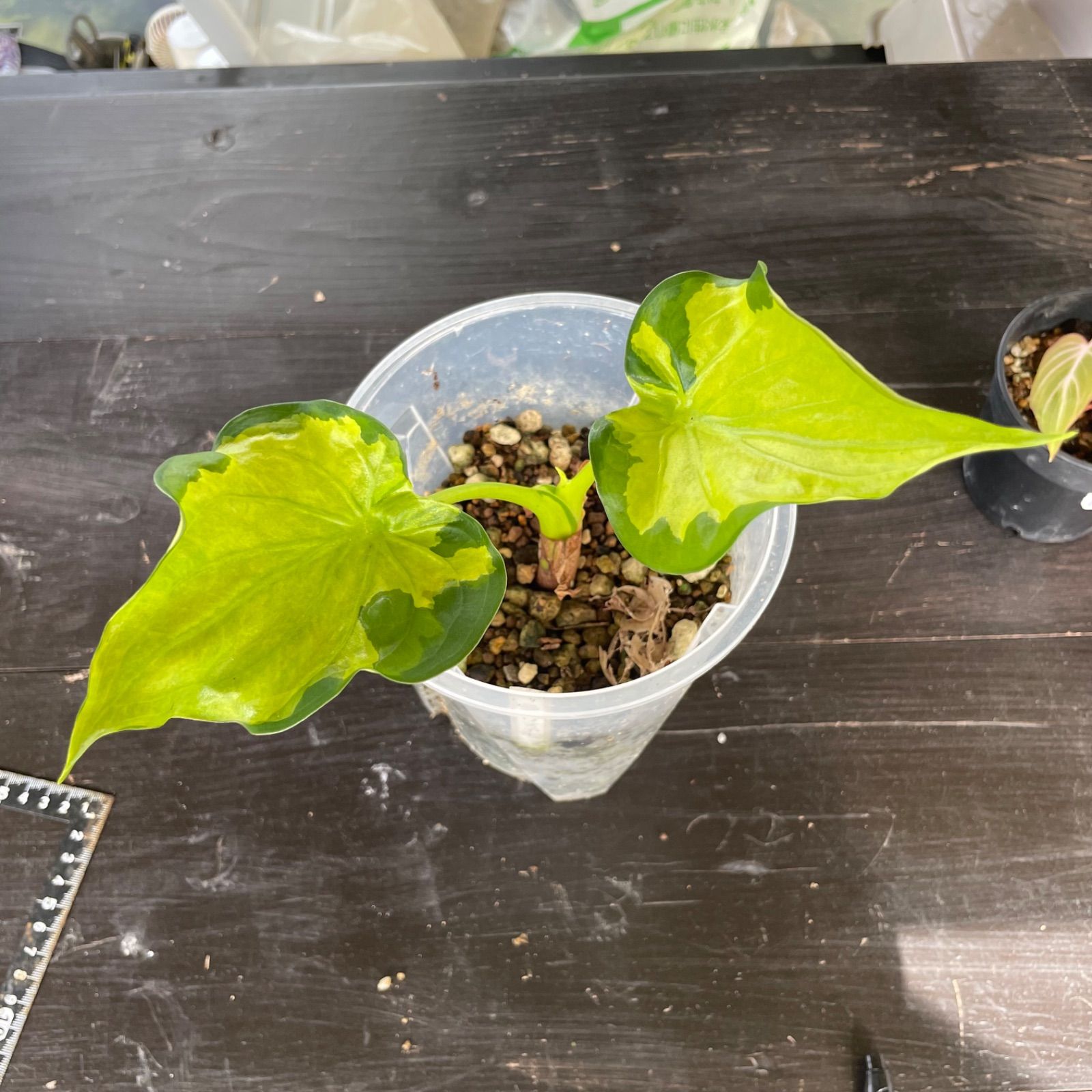 可愛い斑入り】 アロカシア ククラータ 斑入り シマクワズイモ - メルカリ