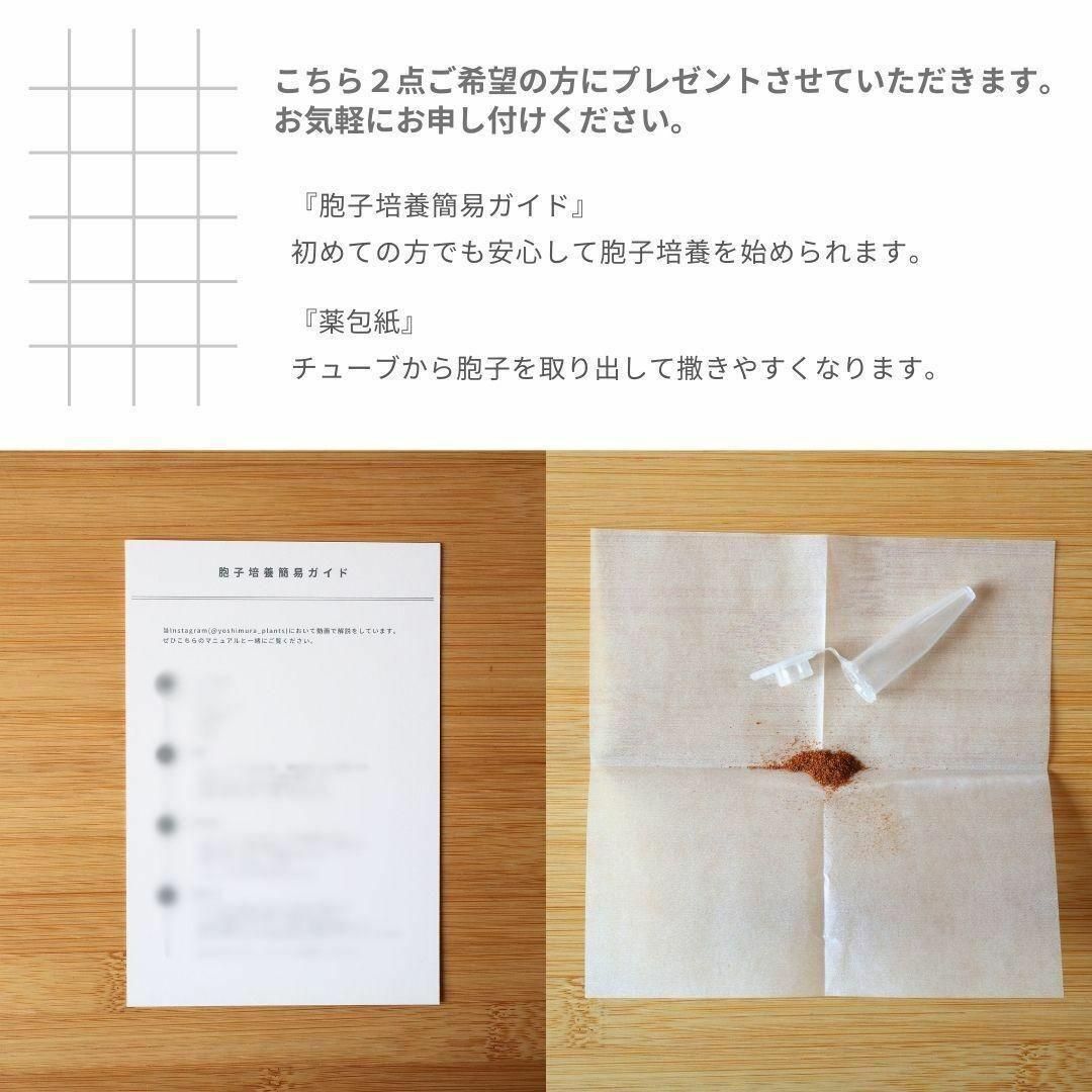 【数量限定】ビカクシダ胞子　45種セット 数量限定】ビカクシダ胞子 56種セット - メルカリ