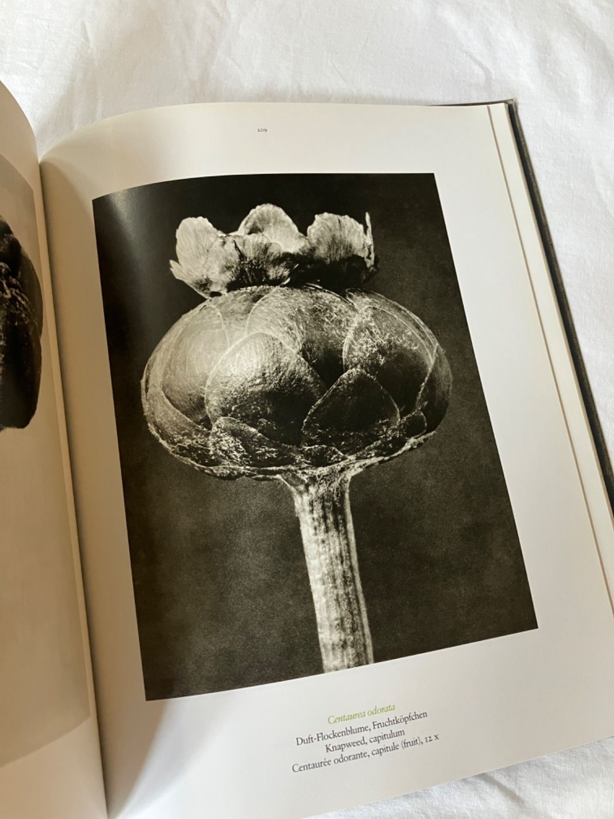 カール・ブロスフェルト 写真集 Karl Blossfeldt - メルカリ