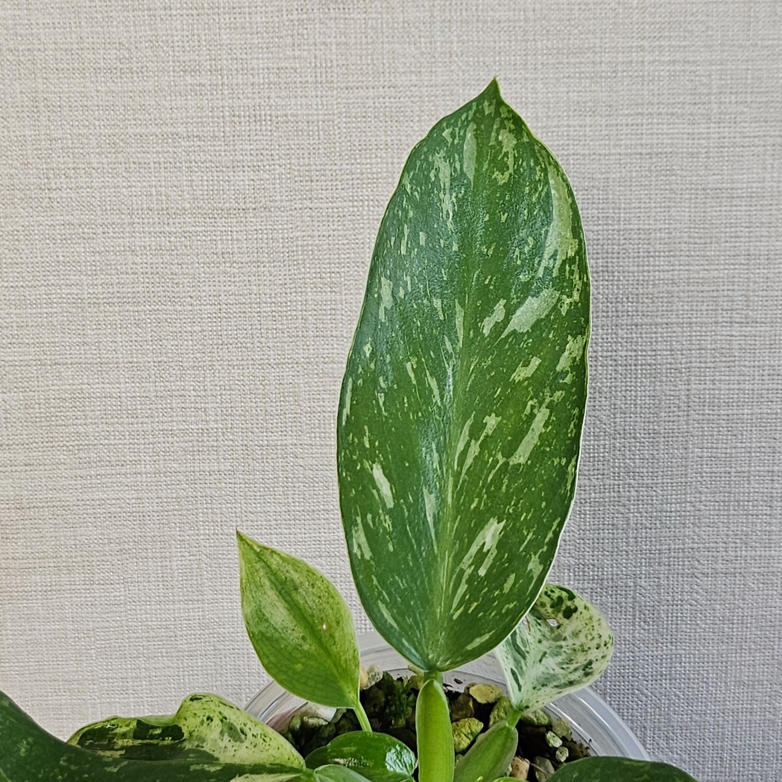 斑入り フィロデンドロン ジョセブオノ | 小売業者 philodendron jose