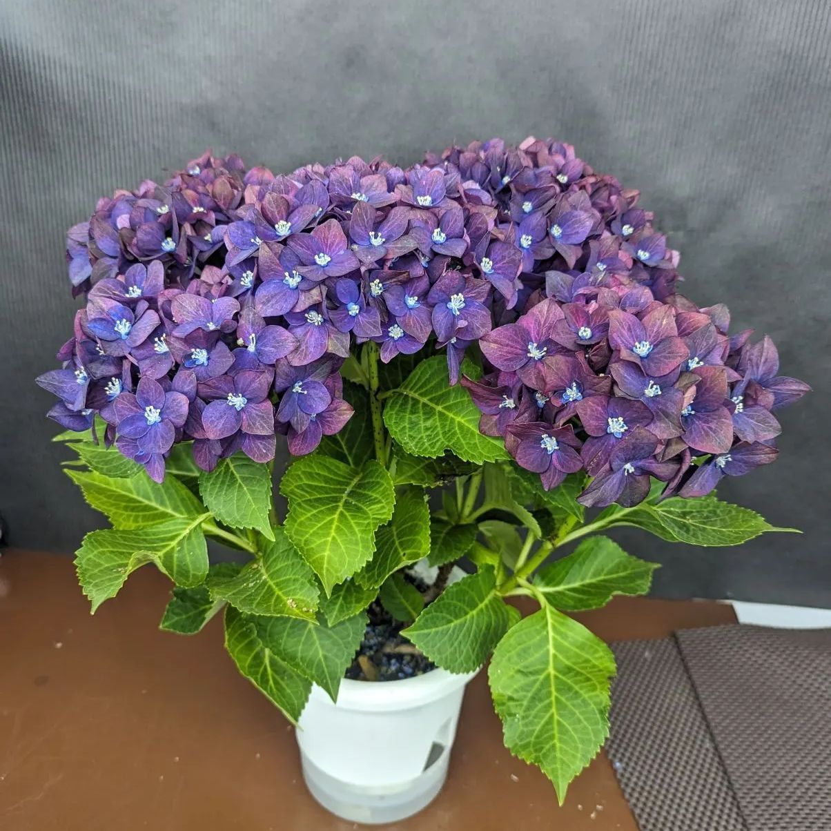 ☆ハイドランジア☆アジサイ希少☆