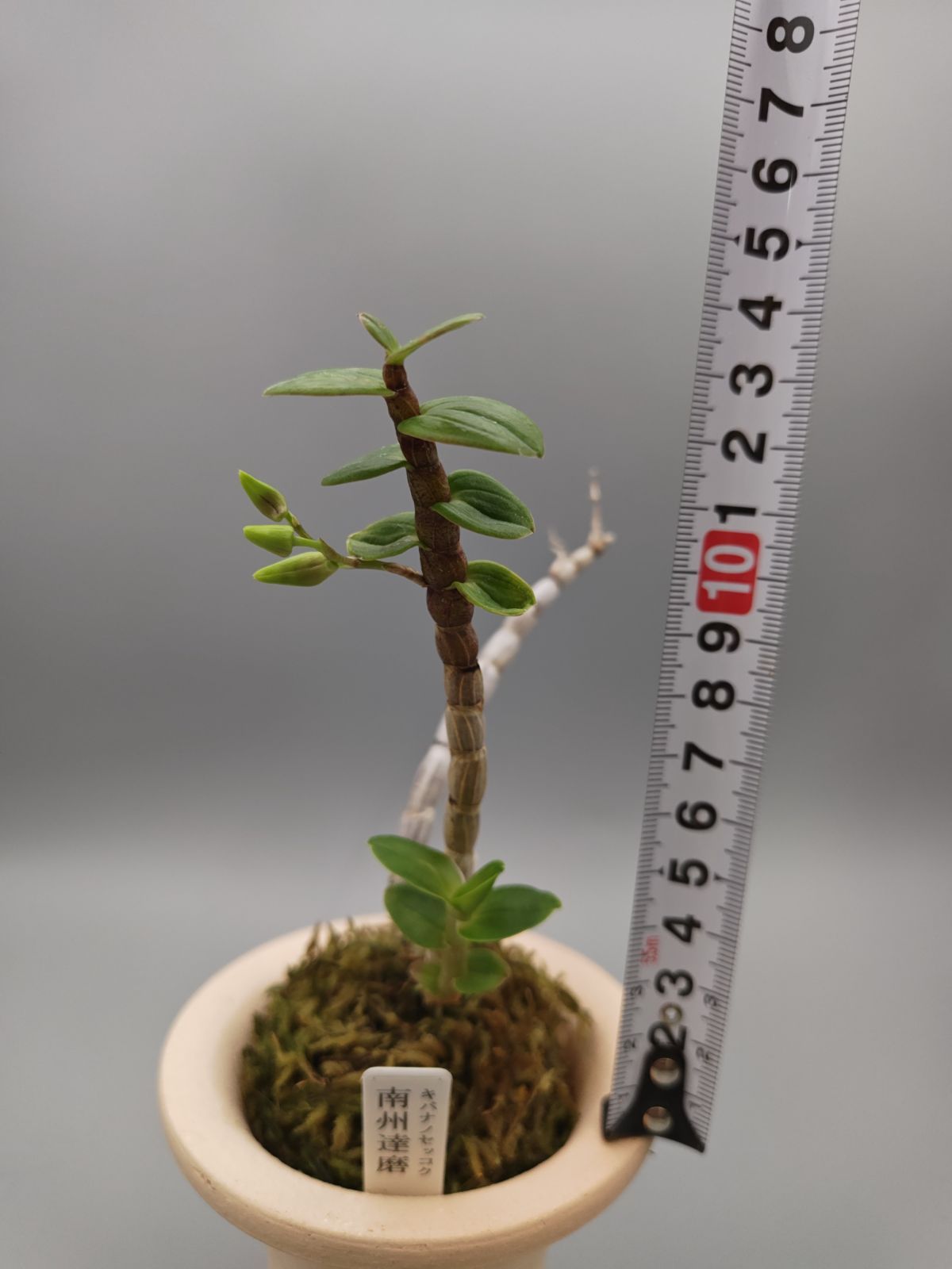 山野草 キバナノセッコク 銘品 [南洲達磨] 【公式通販】