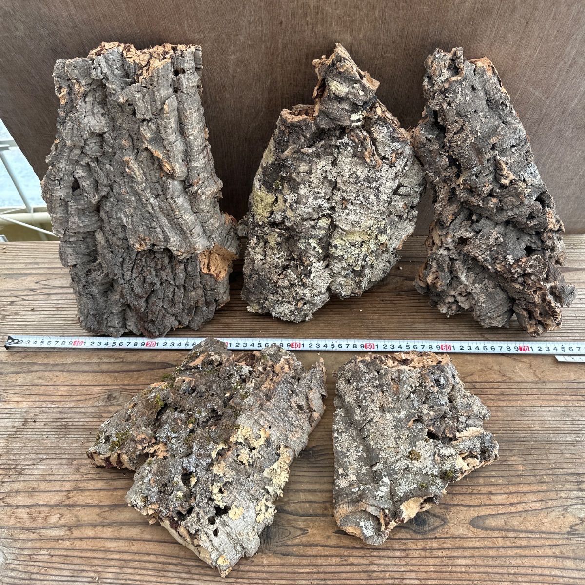 資材 Bセット コルクセット 5枚入り 2キロ コルク 板 板付 コウモリラン ビカクシダ 着生ラン ラン 観葉植物 観葉 植物 塊根植物 塊根 コーデックス 着生植物 着生 シダ植物 シダ エアプランツ エアープランツ チランジア ブロメリア おうち時間