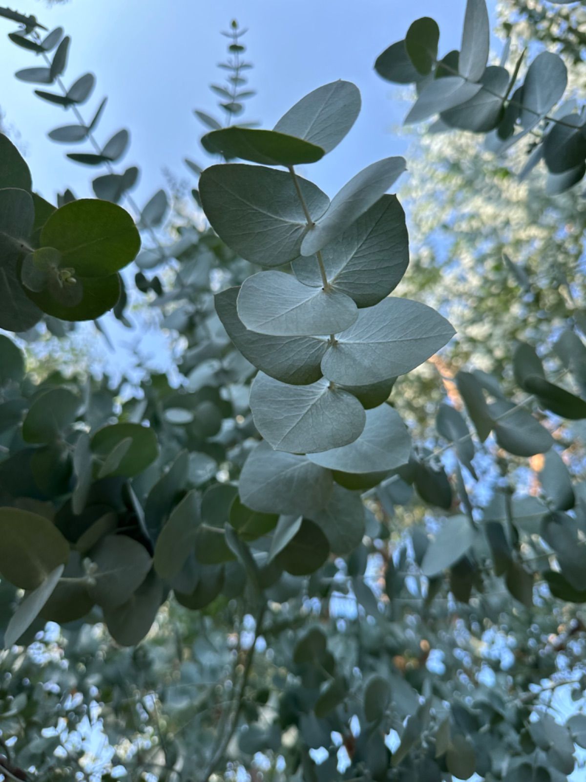 ☘️ユーカリ銀世界☆フレッシュリーフ＊たっぷり☘️メルカリ便80