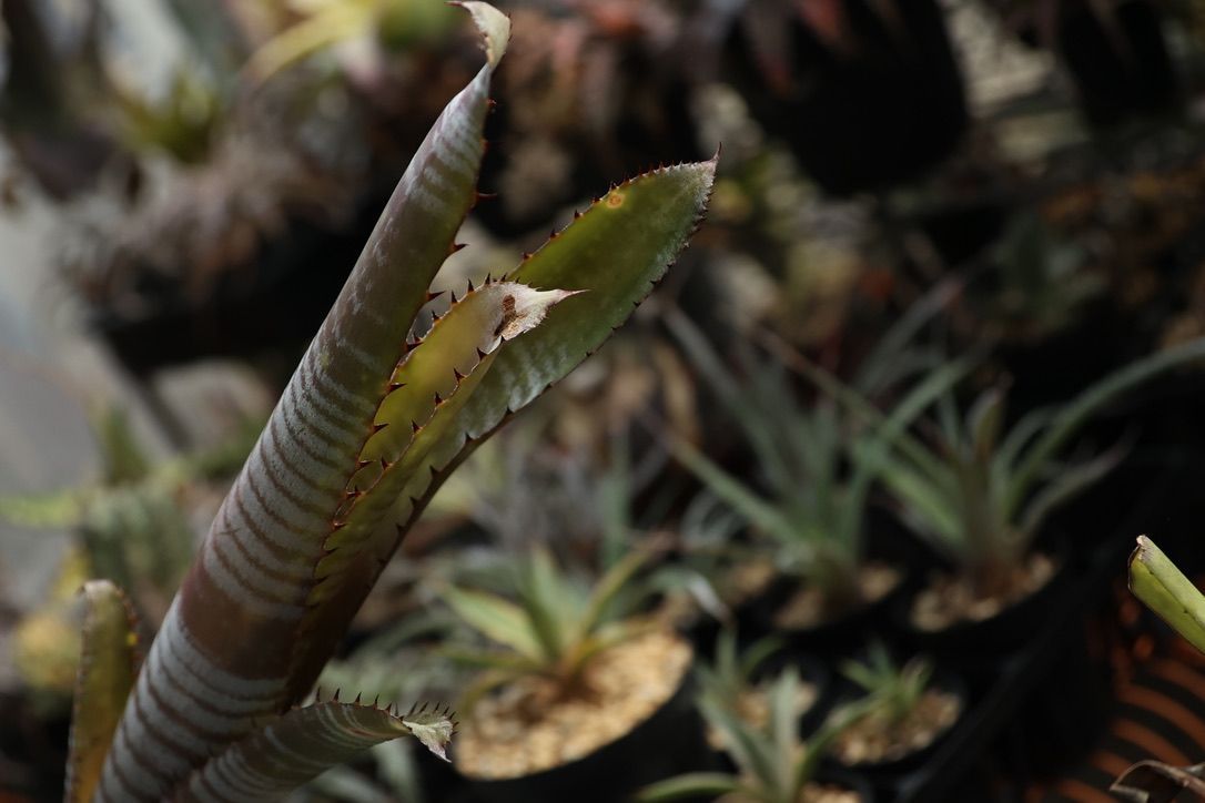 Billbergia 'La Vie en Rose' 【公式通販】