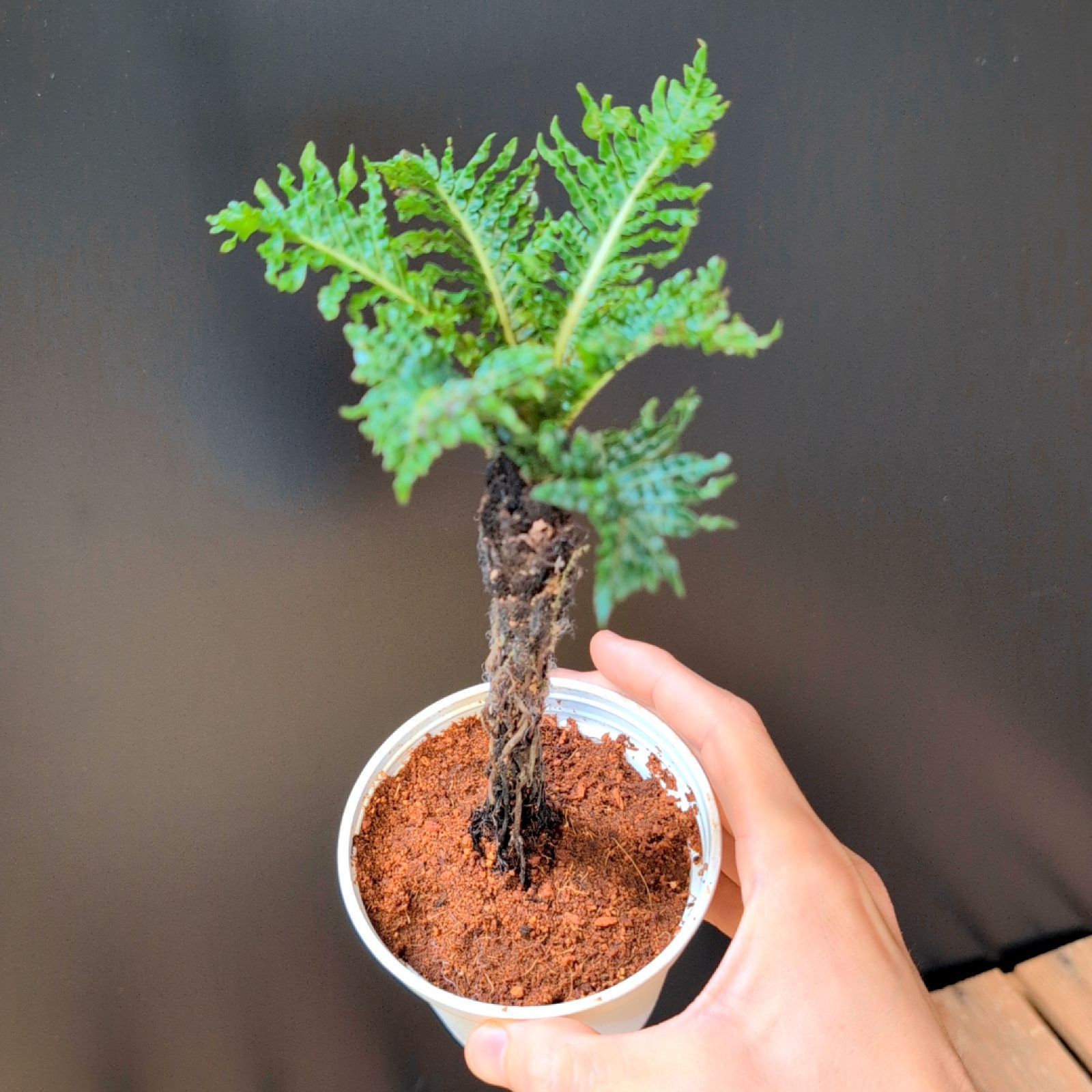 かぎ針編みの編みぐるみ 3 パターン: キーホルダー用のくまのプーさん