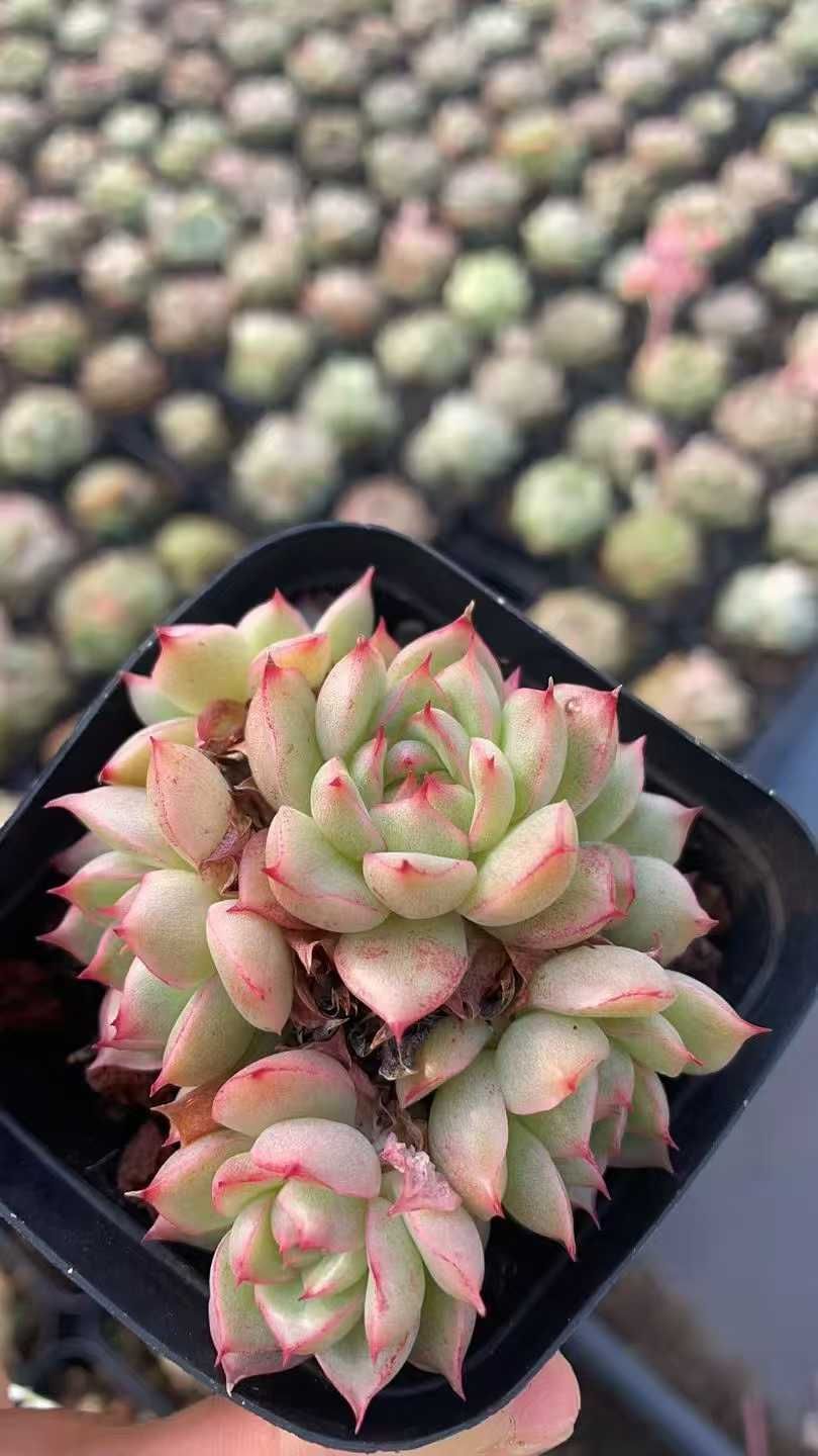 新発売 LL1027 ピンクムーン 105苗セット 多肉植物 土と根付き