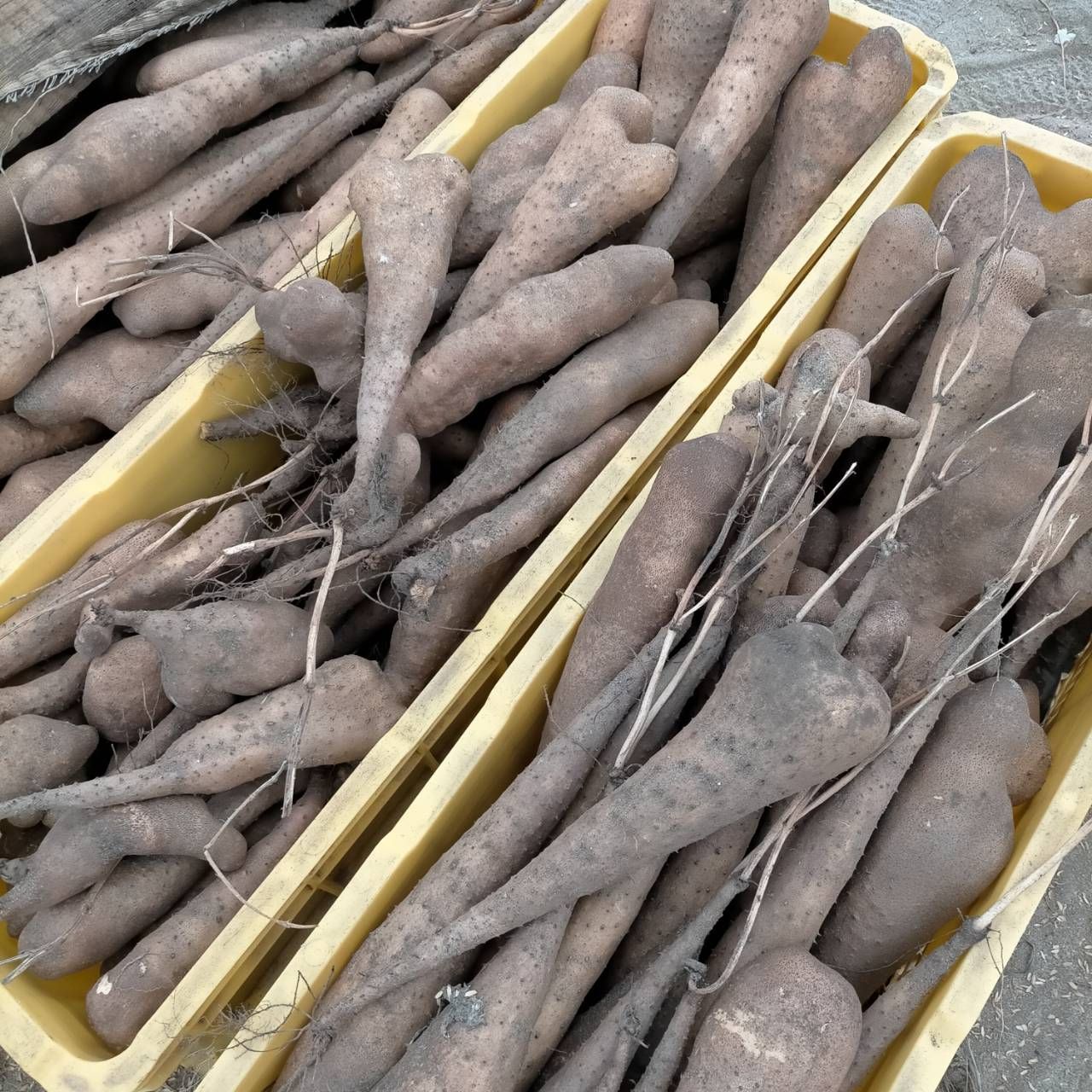 鳥取県産】とっくり芋 短形自然薯 抜きたて 10kg程度 とろろ ねばり 山芋