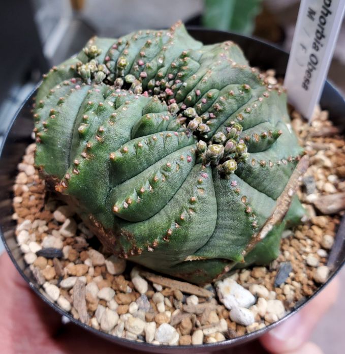 超希少 綴化 ユーフォルビア オベサ Euphorbia obesa 良形 選抜 超希少 綴化 ユーフォルビア オベサ Euphorbia obesa 良形 選抜 美形 4