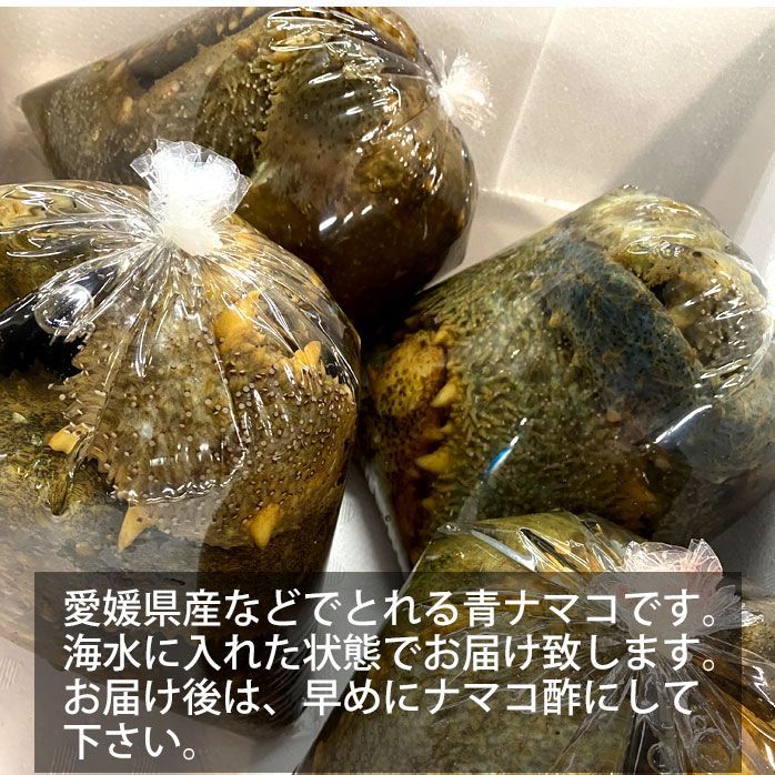 活き 青なまこ 2kg 愛媛県産など 活き 生き ナマコ 海鼠 なまこ酢（冷蔵便） - メルカリ