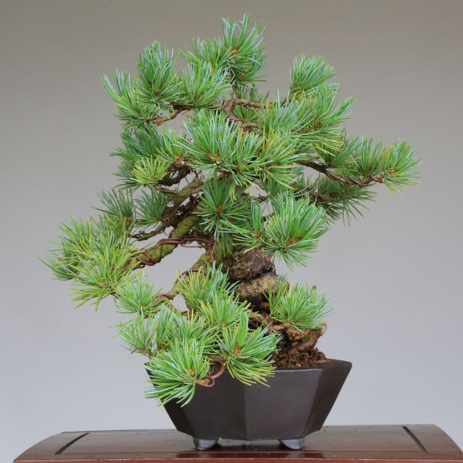 小品盆栽 『峰吾妻』五葉松 根上がり懸崖 樹高9cm