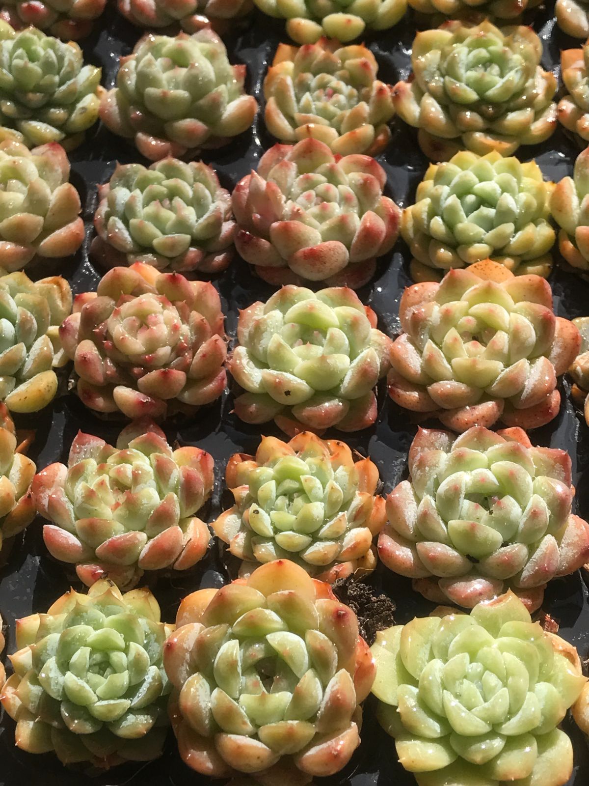 新入荷 美しい夢 鮮やかな128苗セット 土と根付き 多肉植物 エケベリア レア種 韓国苗 サボテン 詰め合わせ 寄せ植え