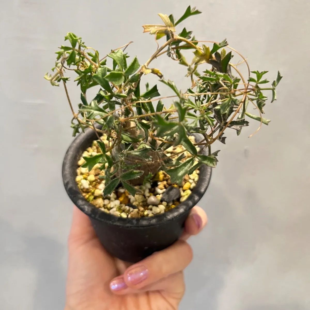 キフォステンマ　モンタグナッキー　現地球　発根済み　2年管理　パキポディウム キフォステンマ モンタグナッキー 現地球 発根済み 2年管理