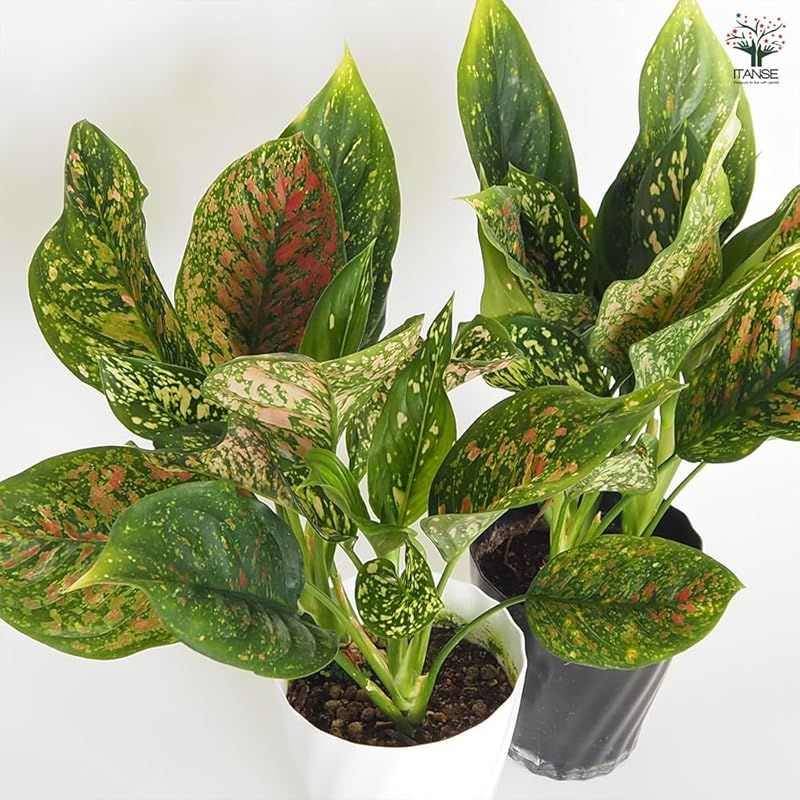 ＩＴＡＮＳＥ アグラオネマ ビーナス 5号 1個売り 観葉植物 学名 Aglaonema Venus サトイモ科 非耐寒性 常緑多年草 原生地 東南アジア まだらに模様 幸福を運んでくれる植物 耐陰性があり 直射日光を嫌う 年間を通して 室内で管理で YUZUMIYA_COM