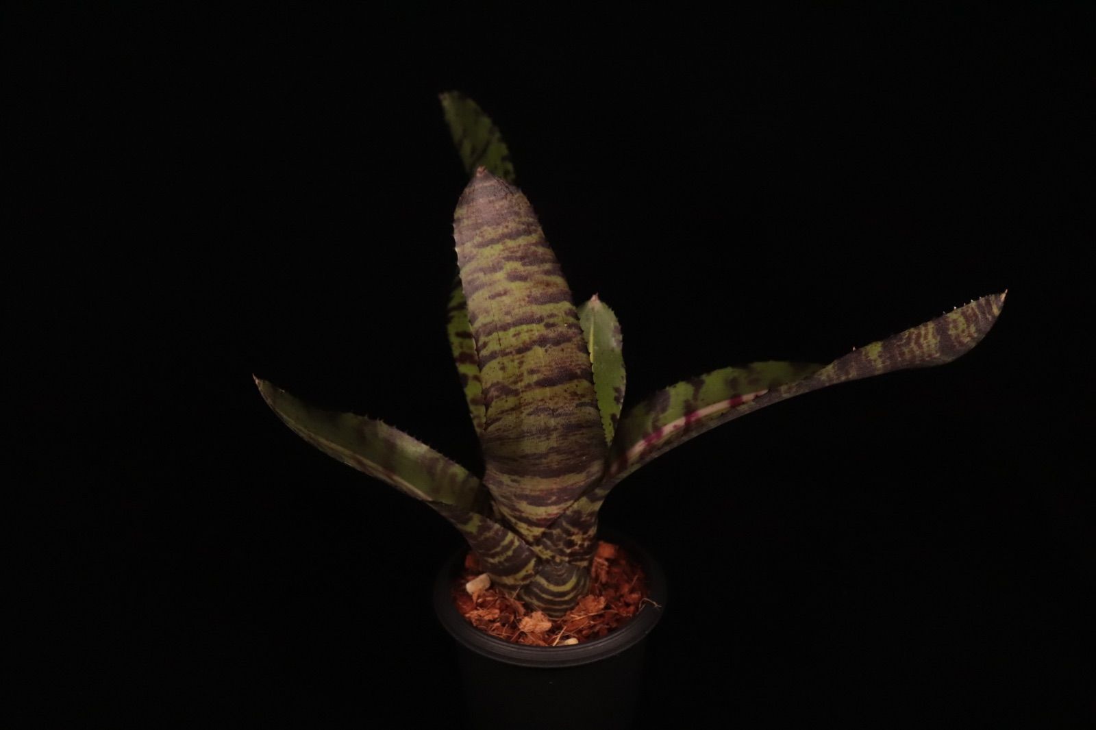 送料無料】Neoregelia 'Snake Charmer'〔ネオレゲリア〕現品発送N645