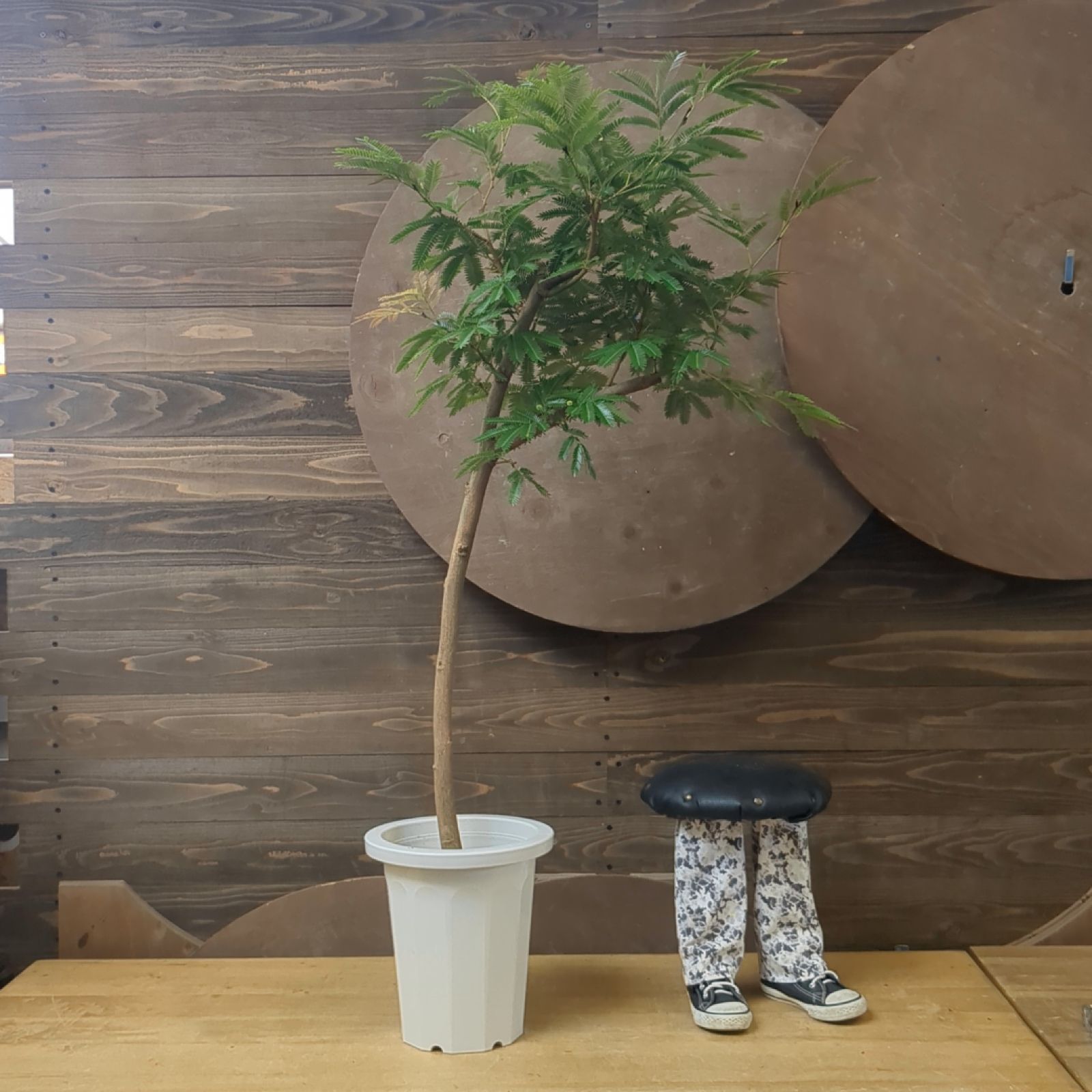 エバーフレッシュ【 幹太 】沖縄産 大型 観葉植物 早いもの勝ち 