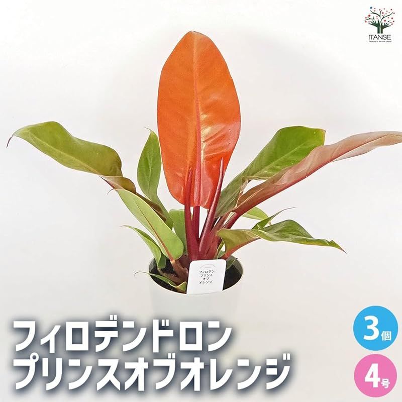 学名 Philodendron