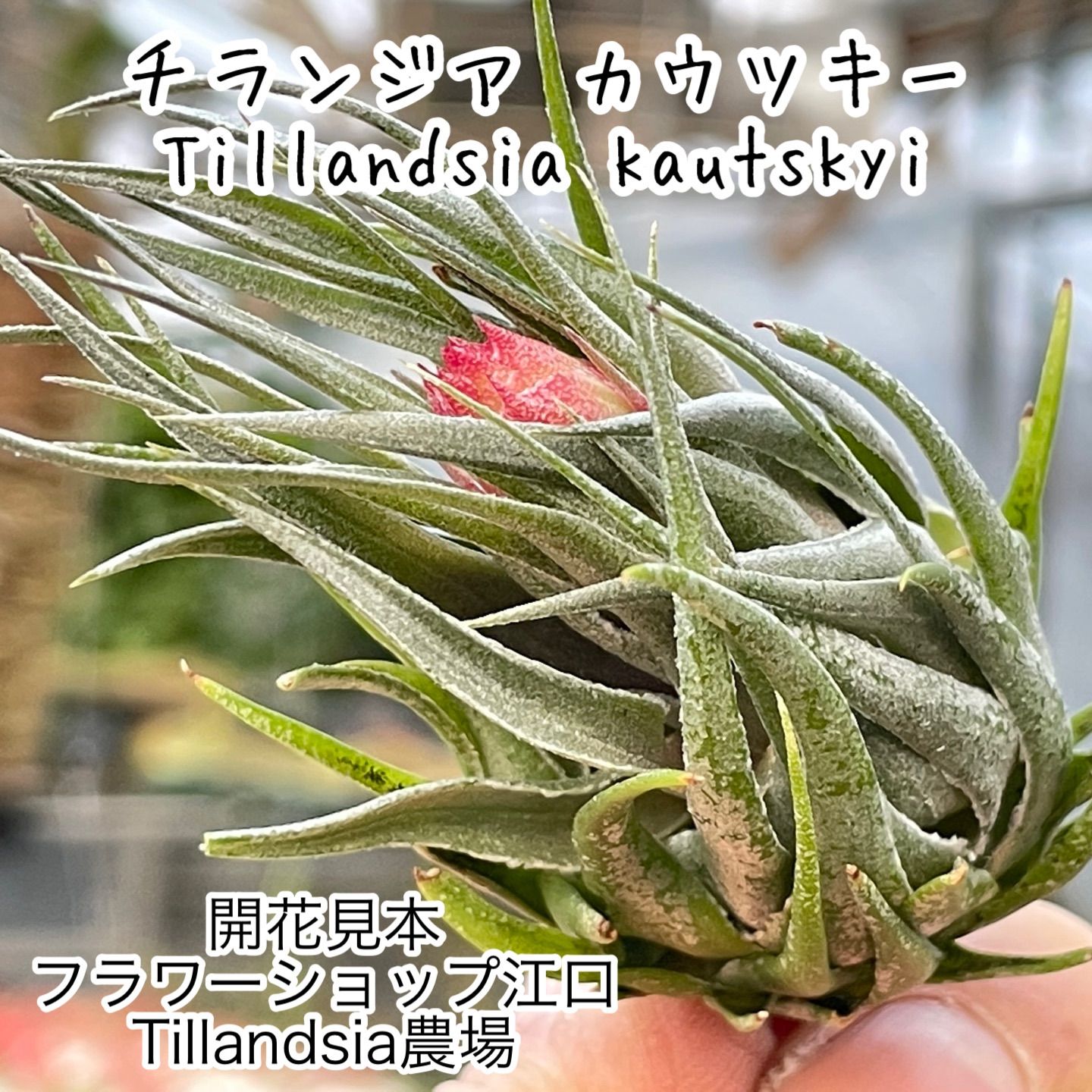 オープンタイプ！＊チランジア カウツキー Tillandsia kautskyi