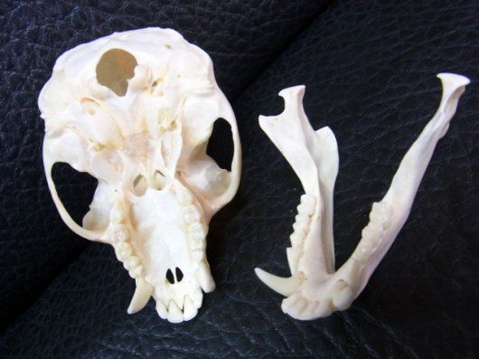 高品質！ベルベットモンキー（オス）頭骨 ※捕獲データ付 - メルカリ