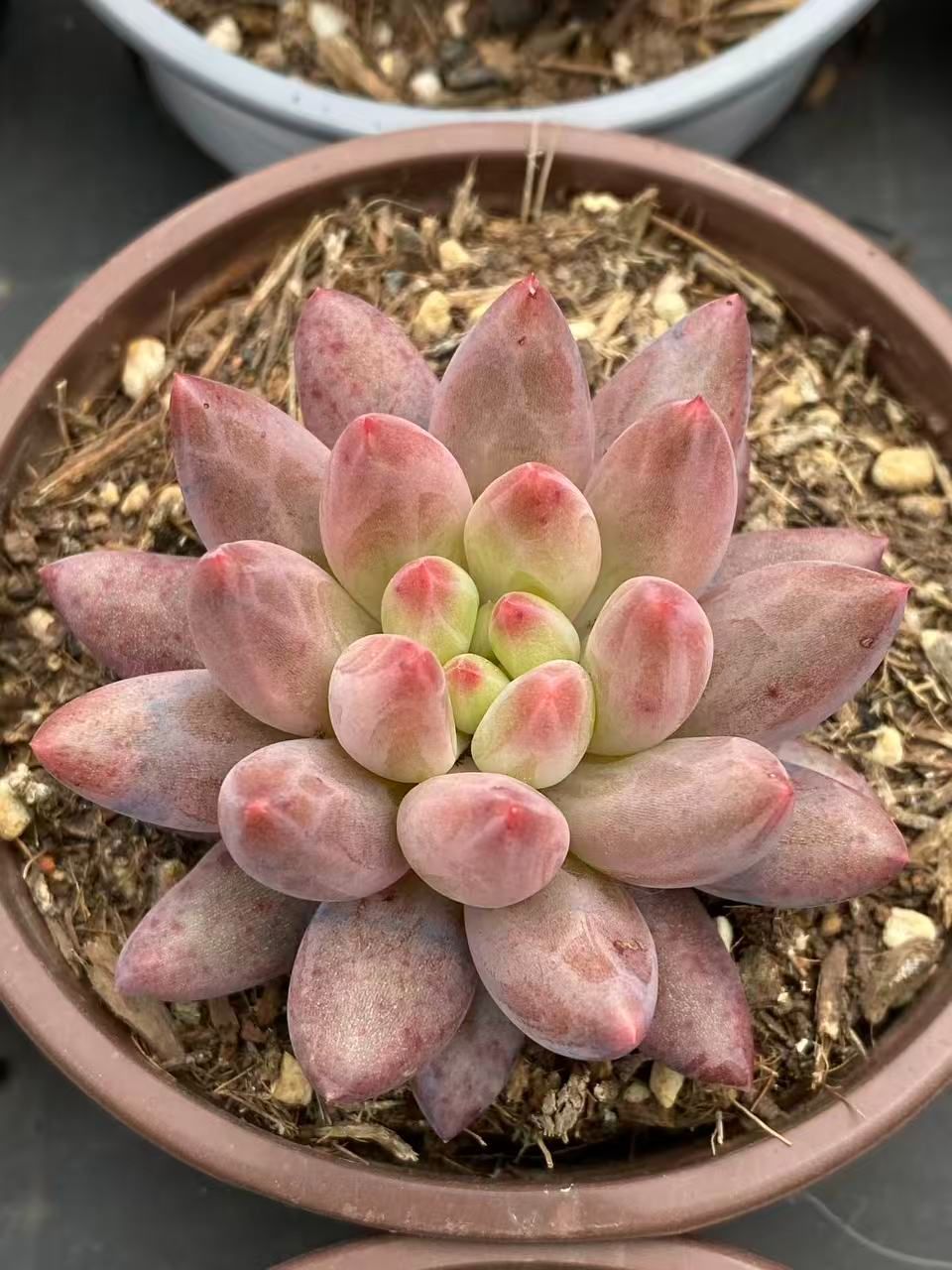 ZM1719×70 金魚姫 黄金っぽい 抜き苗 多肉植物 アエオニウム エケベリア 韓国苗