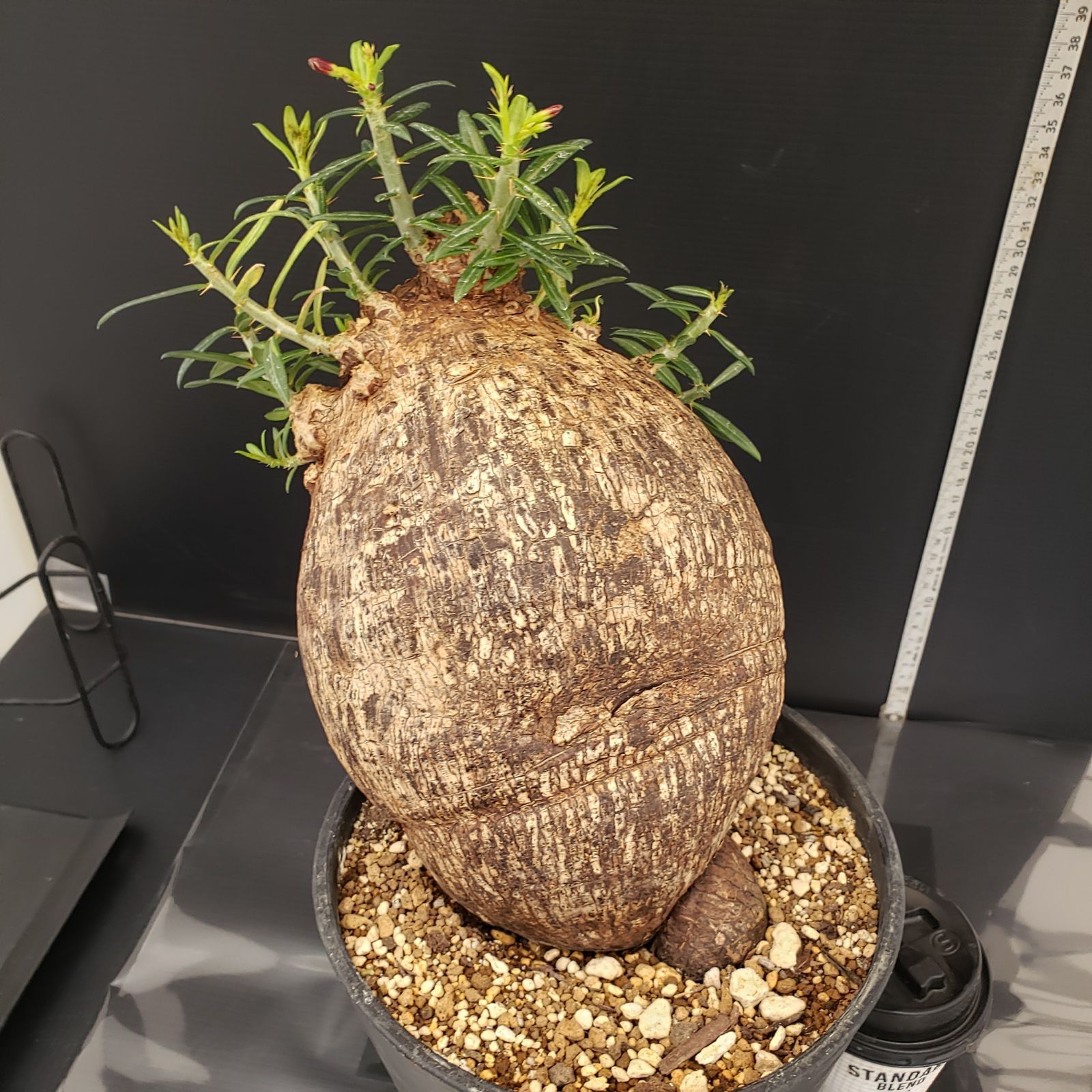パキポディウム ビスピノーサム 特大 現地球 発根株 (鉢付き