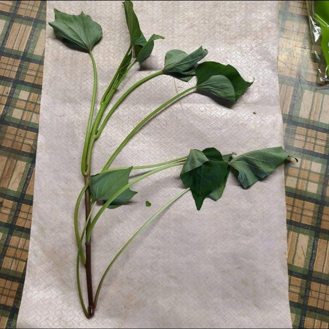 100本