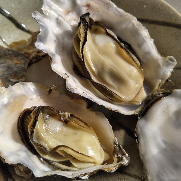 【生食用剥き身500ｇ】と【殻付き牡蠣1.5ｋｇ（約13個）】のセット 生食用牡蠣 牡蠣生食用 カキ 牡蛎 BBQ お花見 父の日 母の日  お中元「剥き身1本+生食1.5kg」松島牡蠣屋 かき バーベキュー 海鮮 貝類【80】