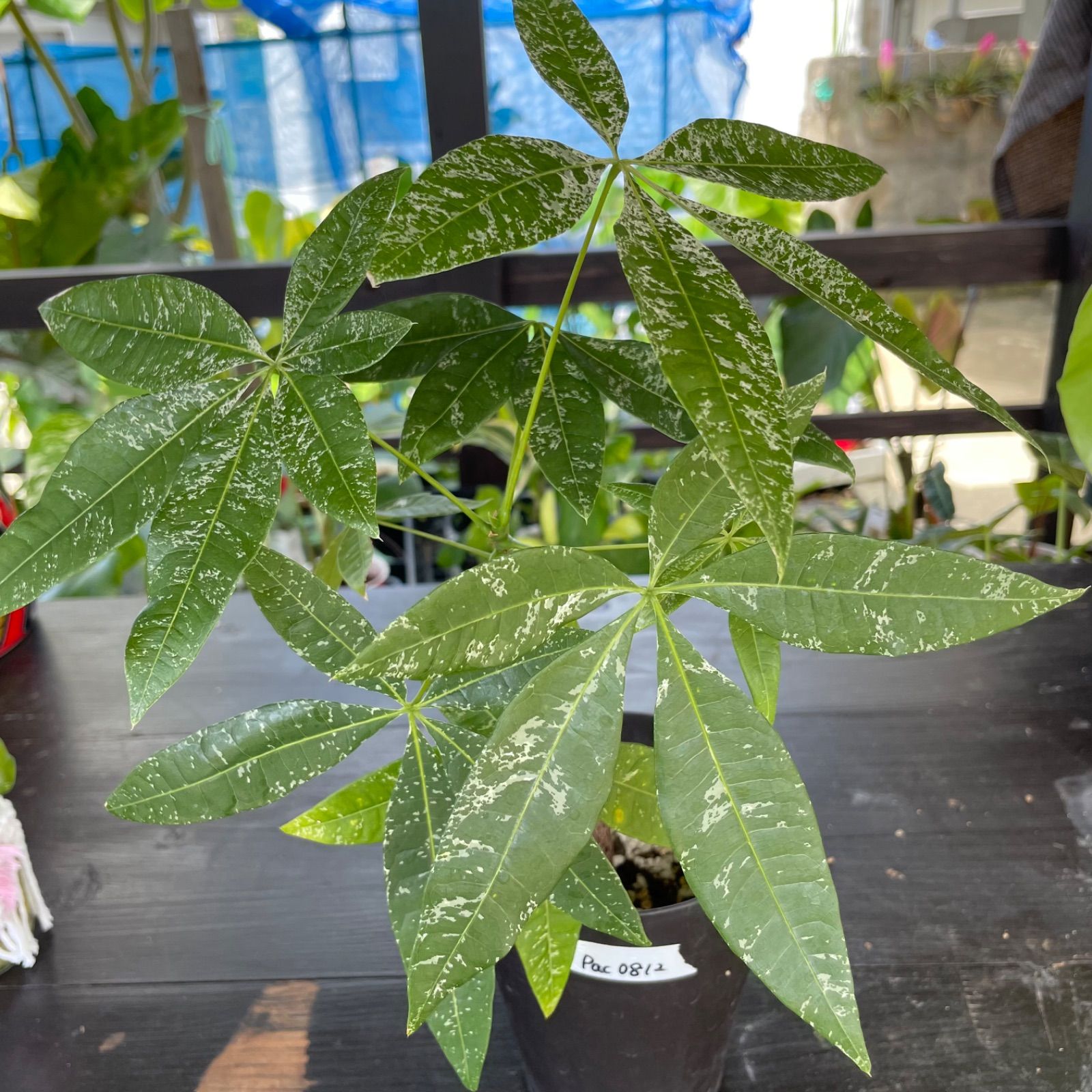 【美株】パキラ　ミルキーウェイ　実生　No11 パキラ・ミルキーウェイ実生 no170 パキラ：ミルキーウェイ