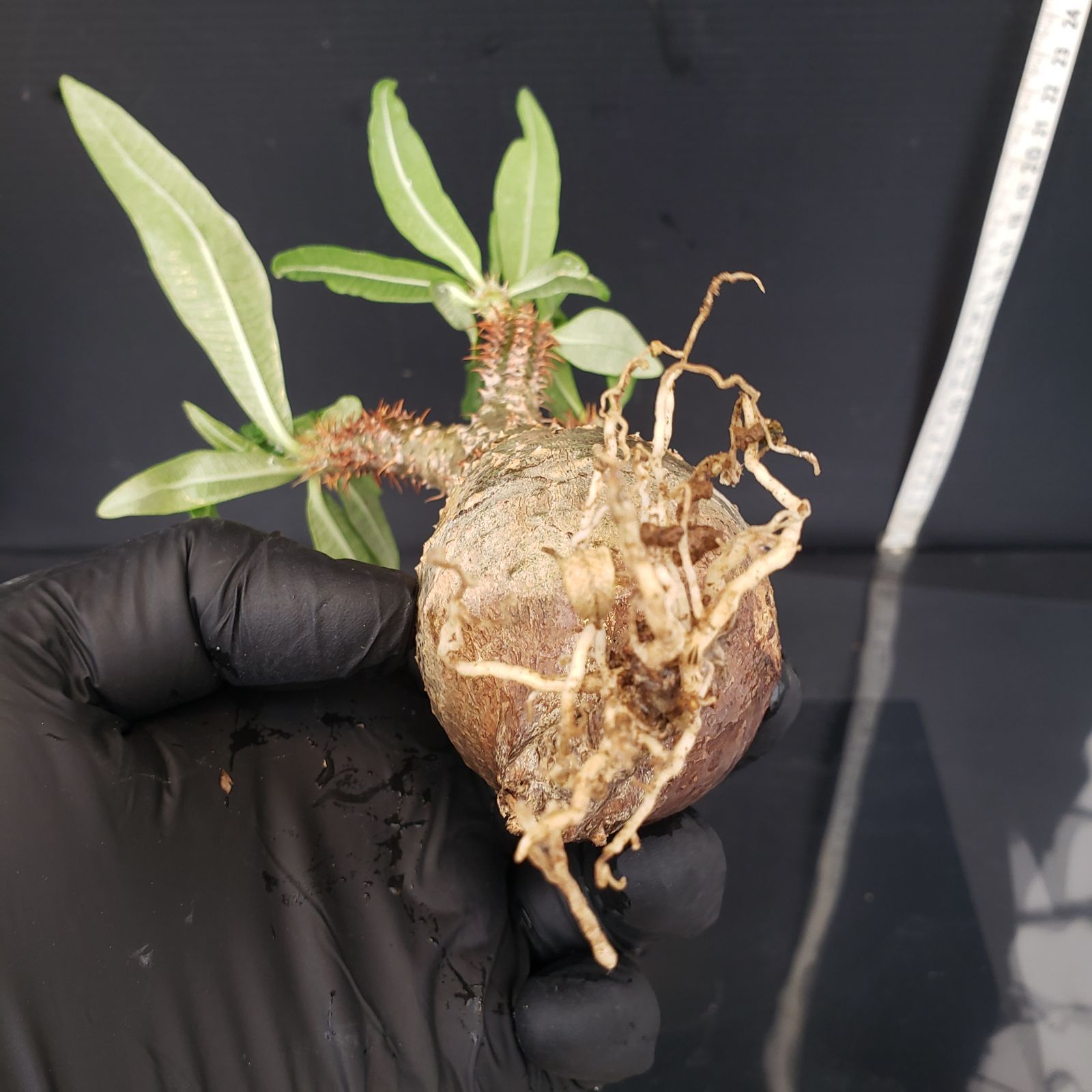 グラキリス　srl V265【自社養生発根株】Pachypodium グラキリス（SS）（現地球・抜き苗