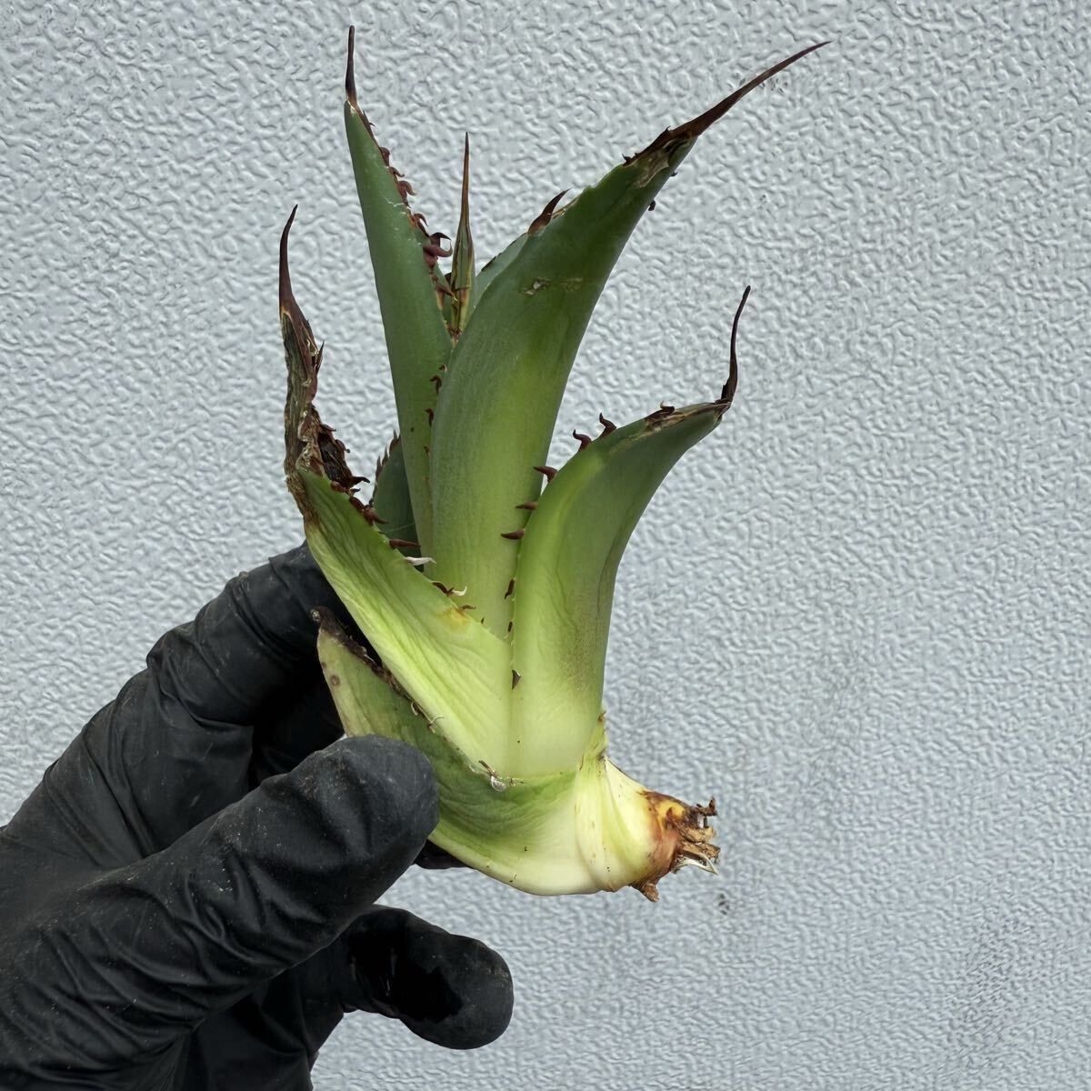 アガベ チタノタ イタリア カキコ Agave titanota chain アガベ チタノタ チェーンタイプ カキコ