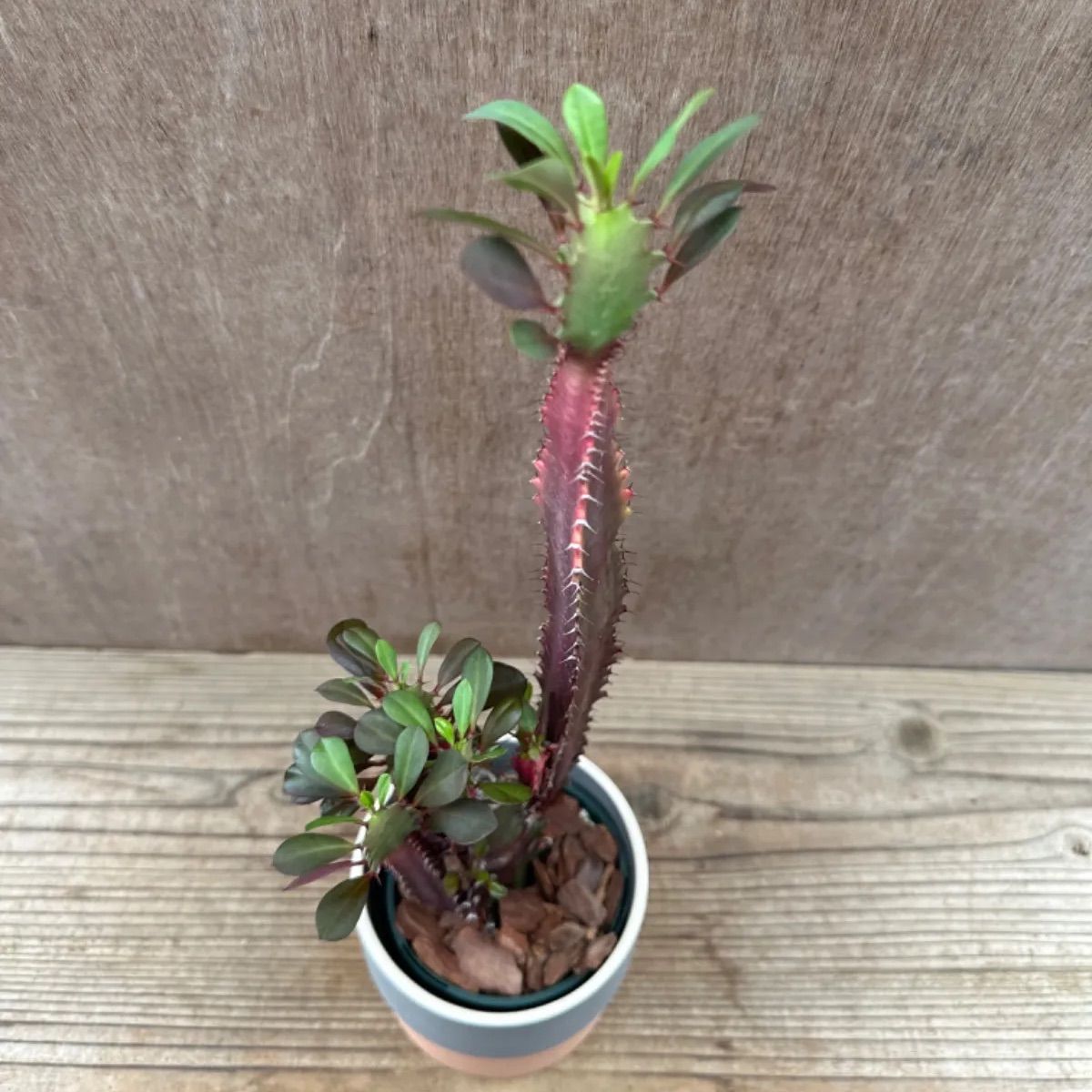 ユーフォルビア 紅彩雲閣 鉢植え Euphorbia trigona f. rubra ユーフォルビア属 赤色彩雲閣 現品 観葉植物 観葉 植物 珍奇 植物 珍奇 珍しい レア 希少 多肉植物 多肉 カクタス インテリア プレゼント - メルカリ