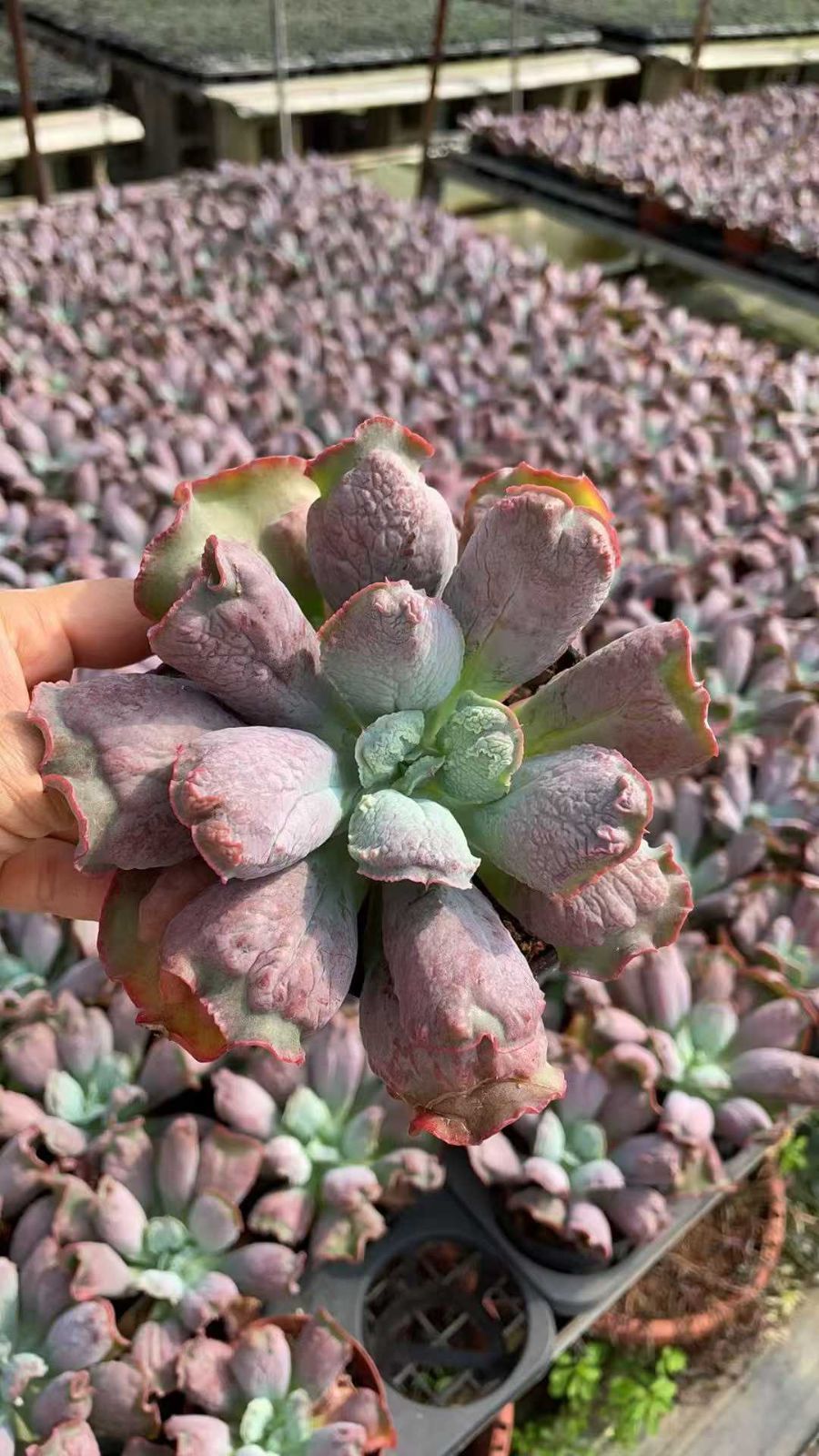 バロンボールド◎多肉植物 カット苗 韓国苗 エケベリア等 15株の抜き苗セット】エケベリア・バロンボールド 多肉植物 佐川急便