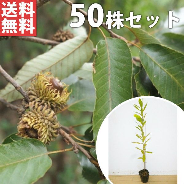 バーレイ バーガスチンツシュガーボウル ジャパニーズティーカップ ゆ